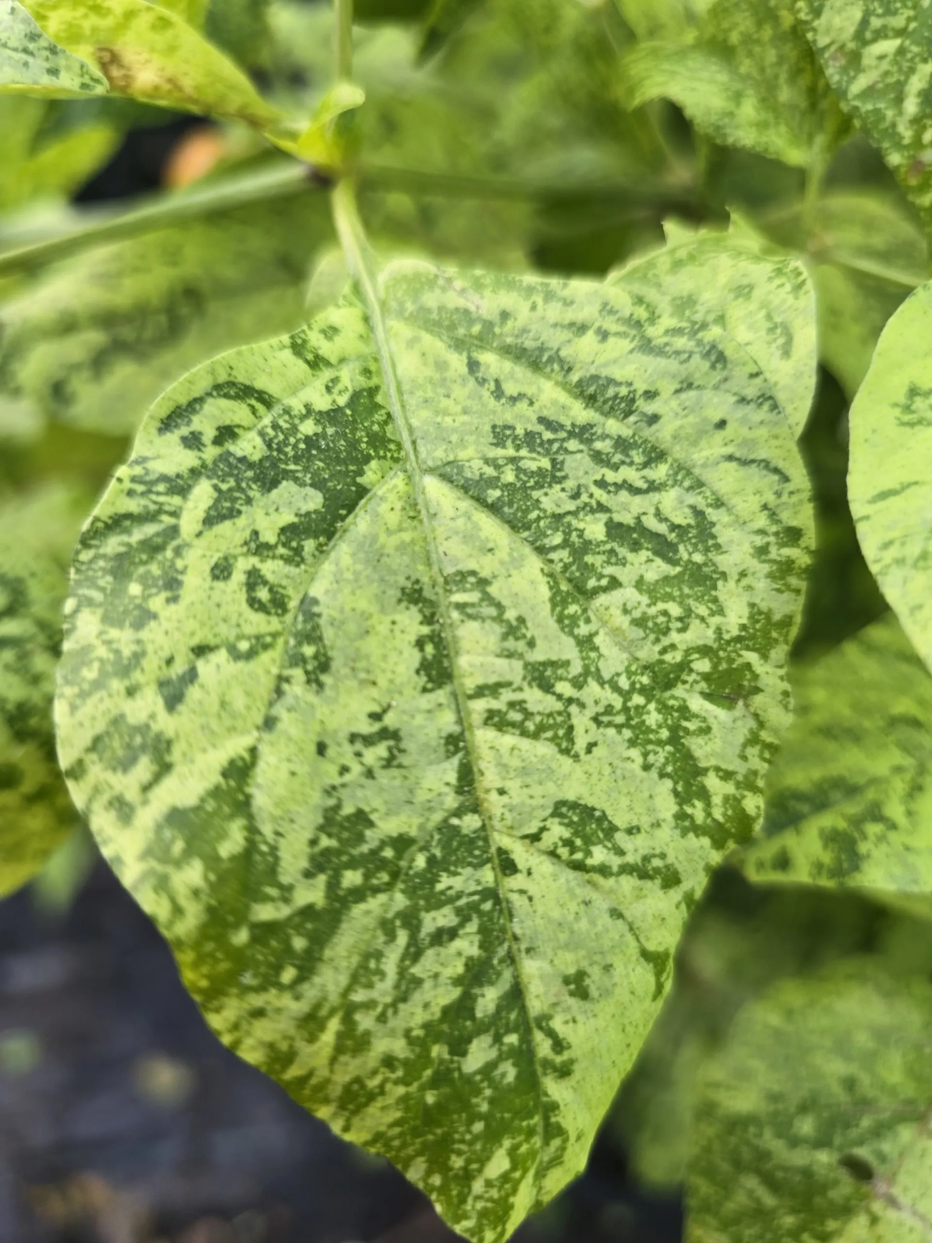 Black Peach Chupertinho x Ninfadora F6 Chilli Seeds - Image 5