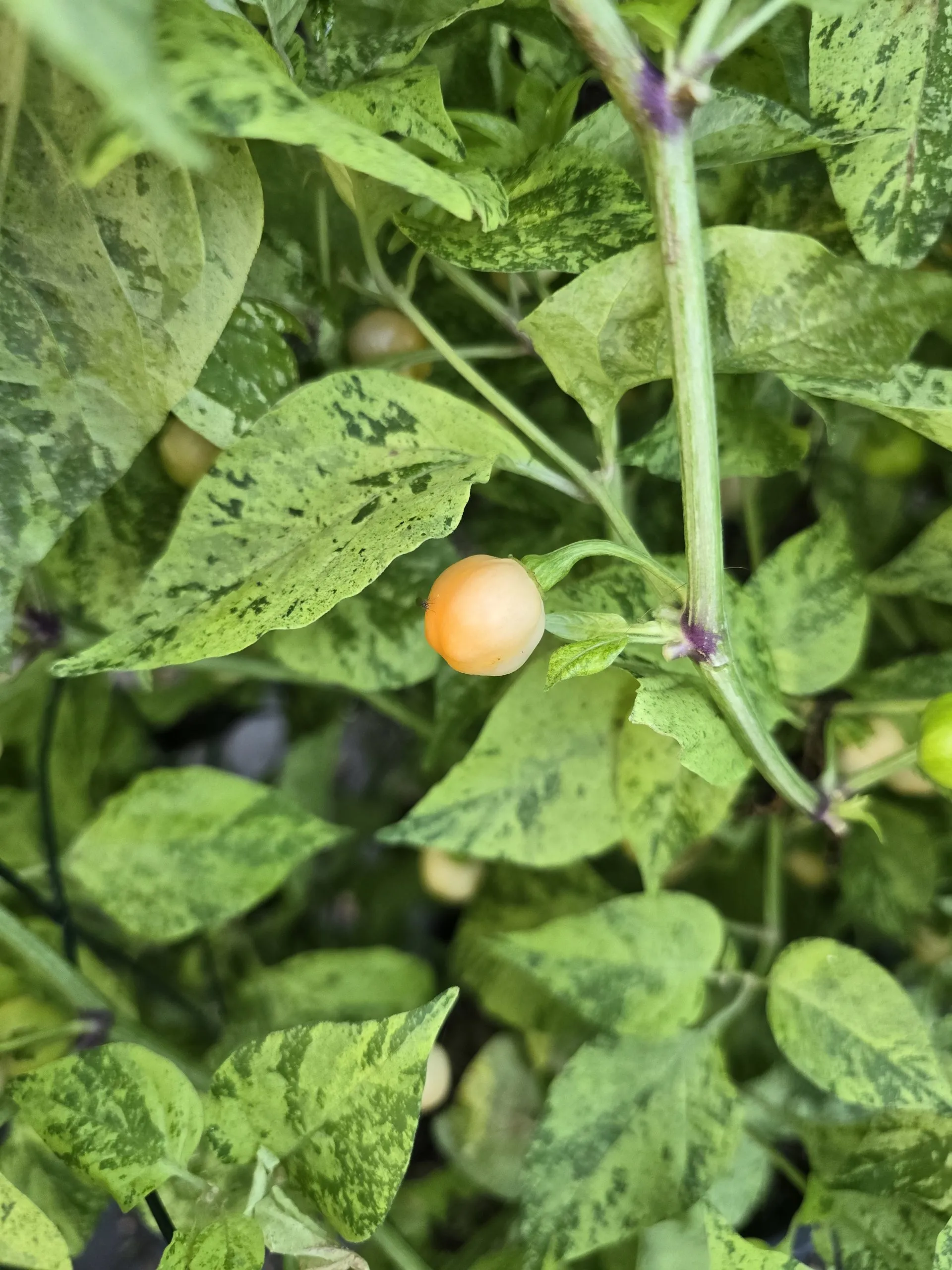 Black Peach Chupertinho x Ninfadora F6 Chilli Seeds - Image 4