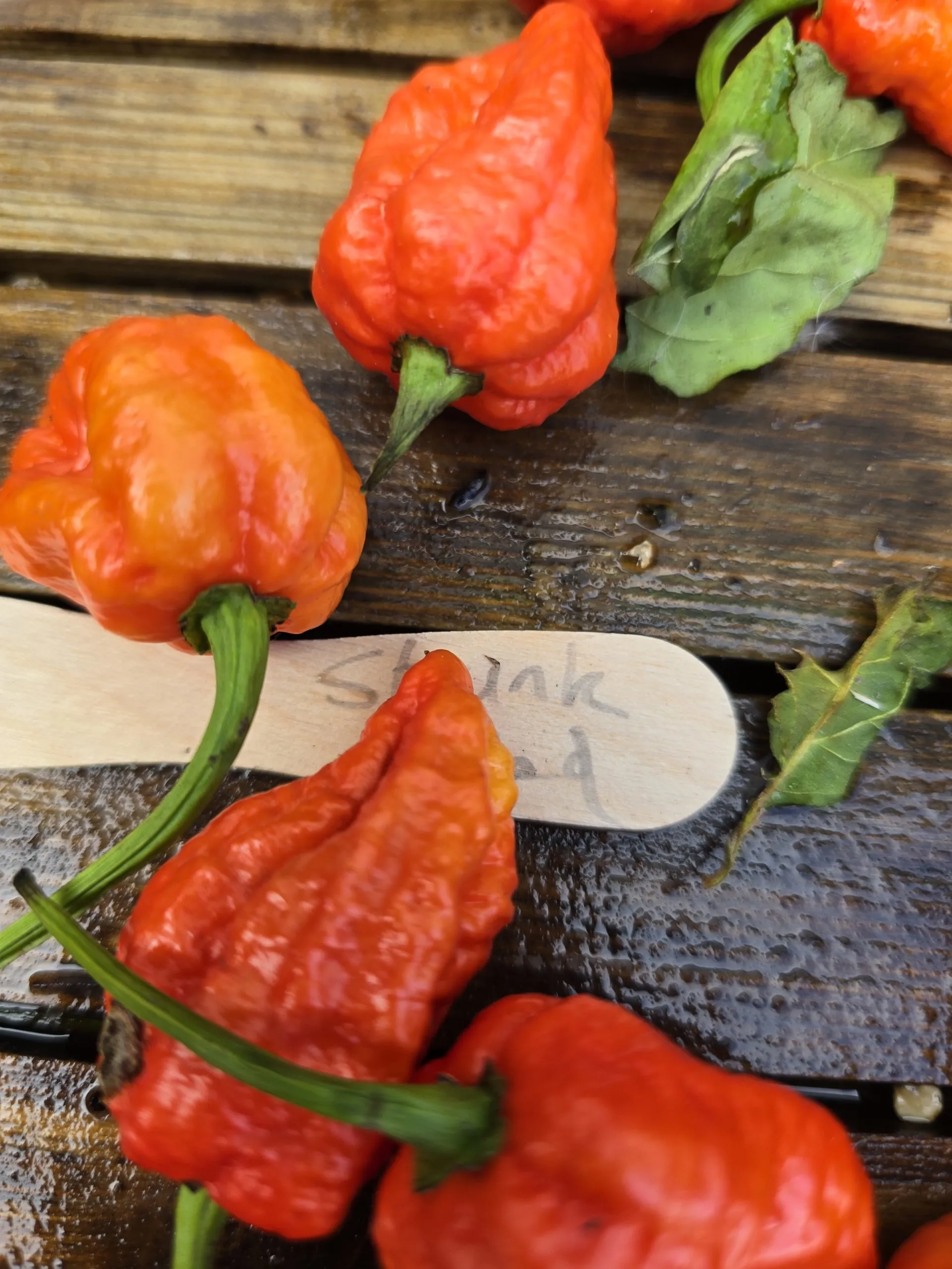 Skunk Red Chilli Seeds - Image 4