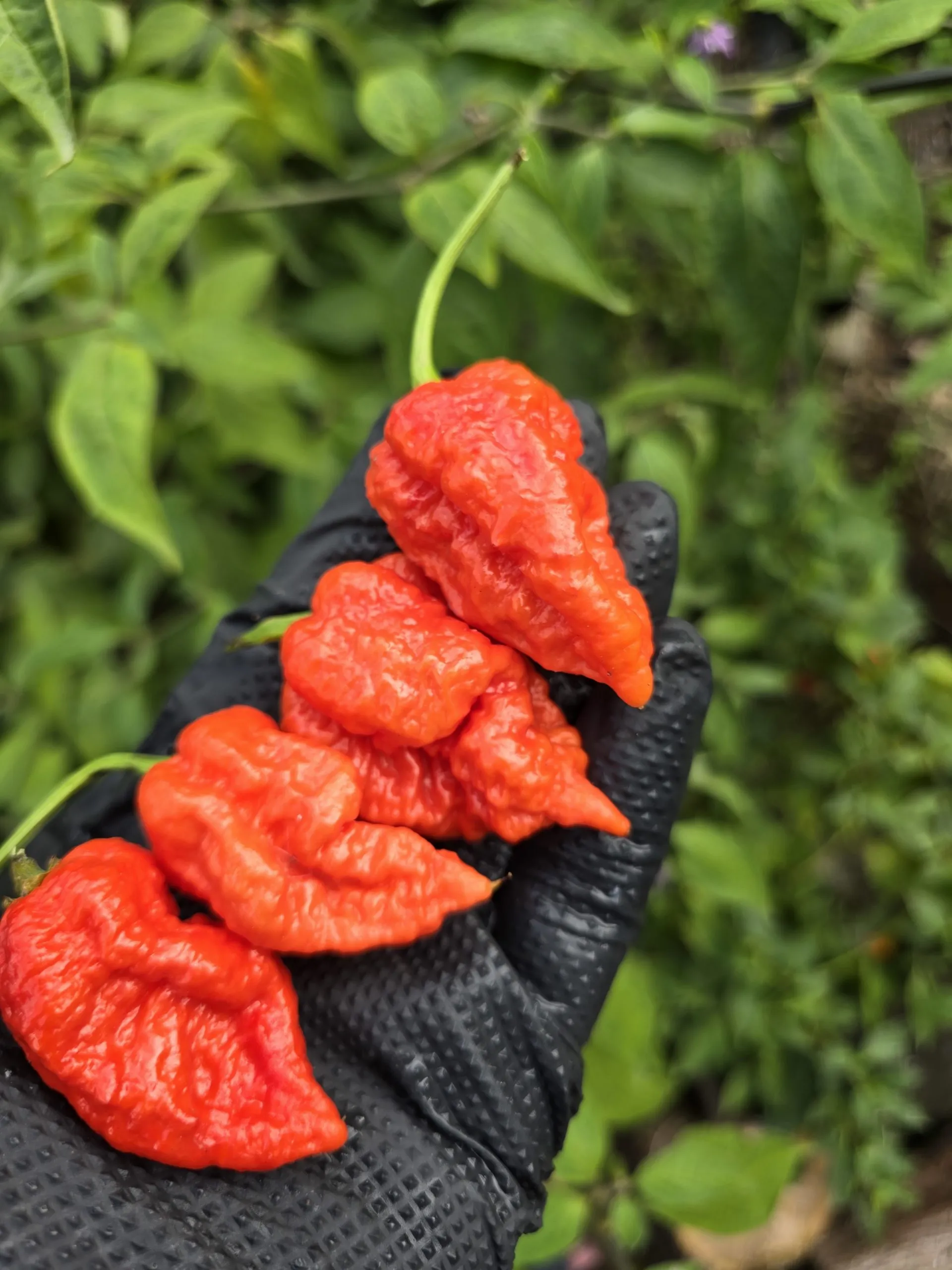 Skunk Red Chilli Seeds - Image 3