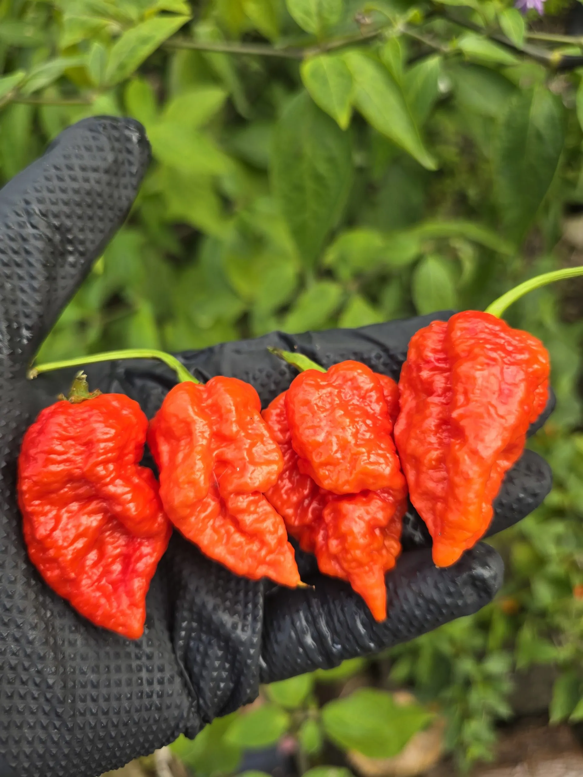 Skunk Red Chilli Seeds - Image 2