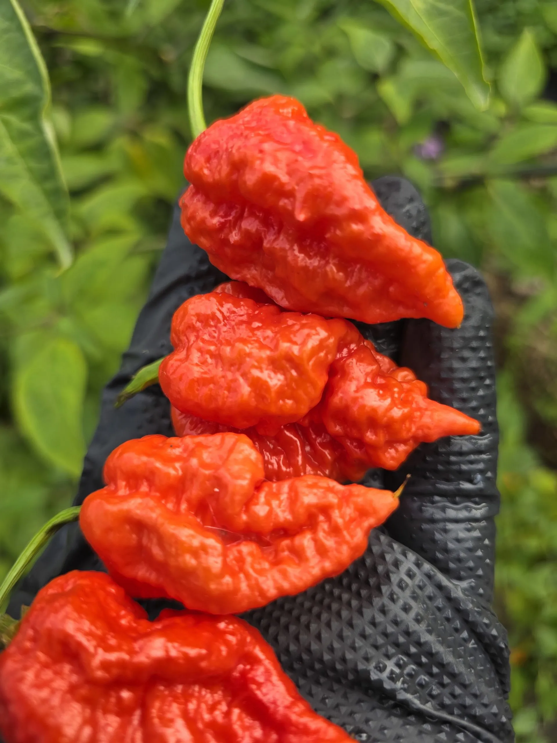 Skunk Red Chilli Seeds - Image 5