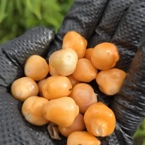 Black Peach Chupertinho x Ninfadora F6 Chilli Seeds