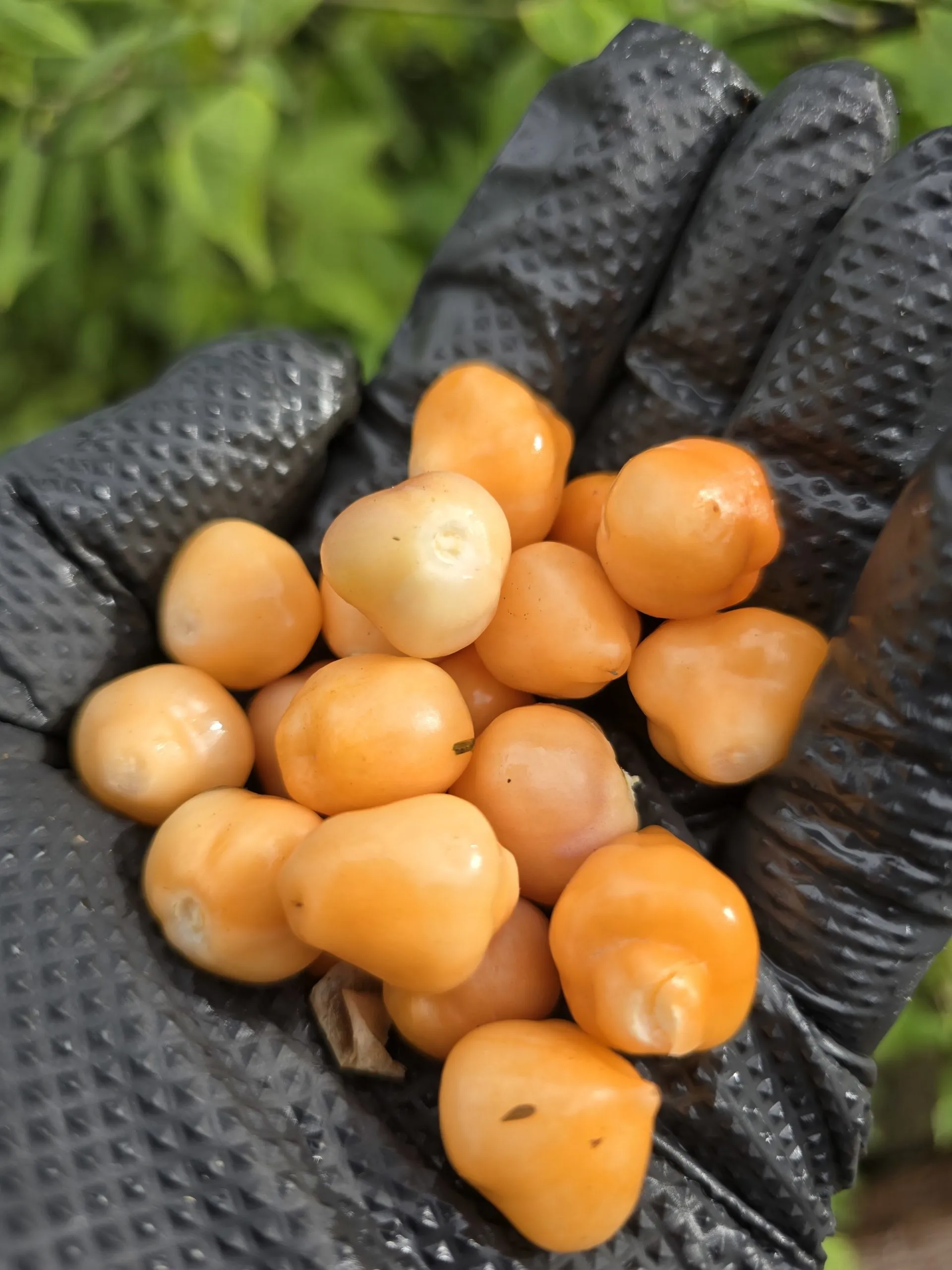 Black Peach Chupertinho x Ninfadora F6 Chilli Seeds