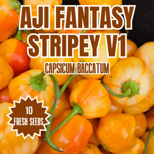 Aji Fantasy Stripey V1 Chilli Seeds