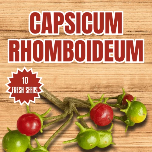 Capsicum Rhomboideum Seeds