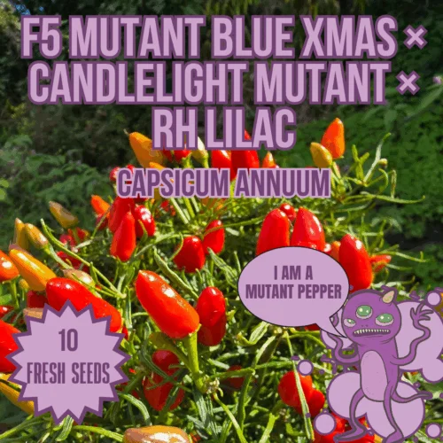 F5 Mutant Blue Xmas x Candelight Mutant x RH Lilac Chilli Seeds