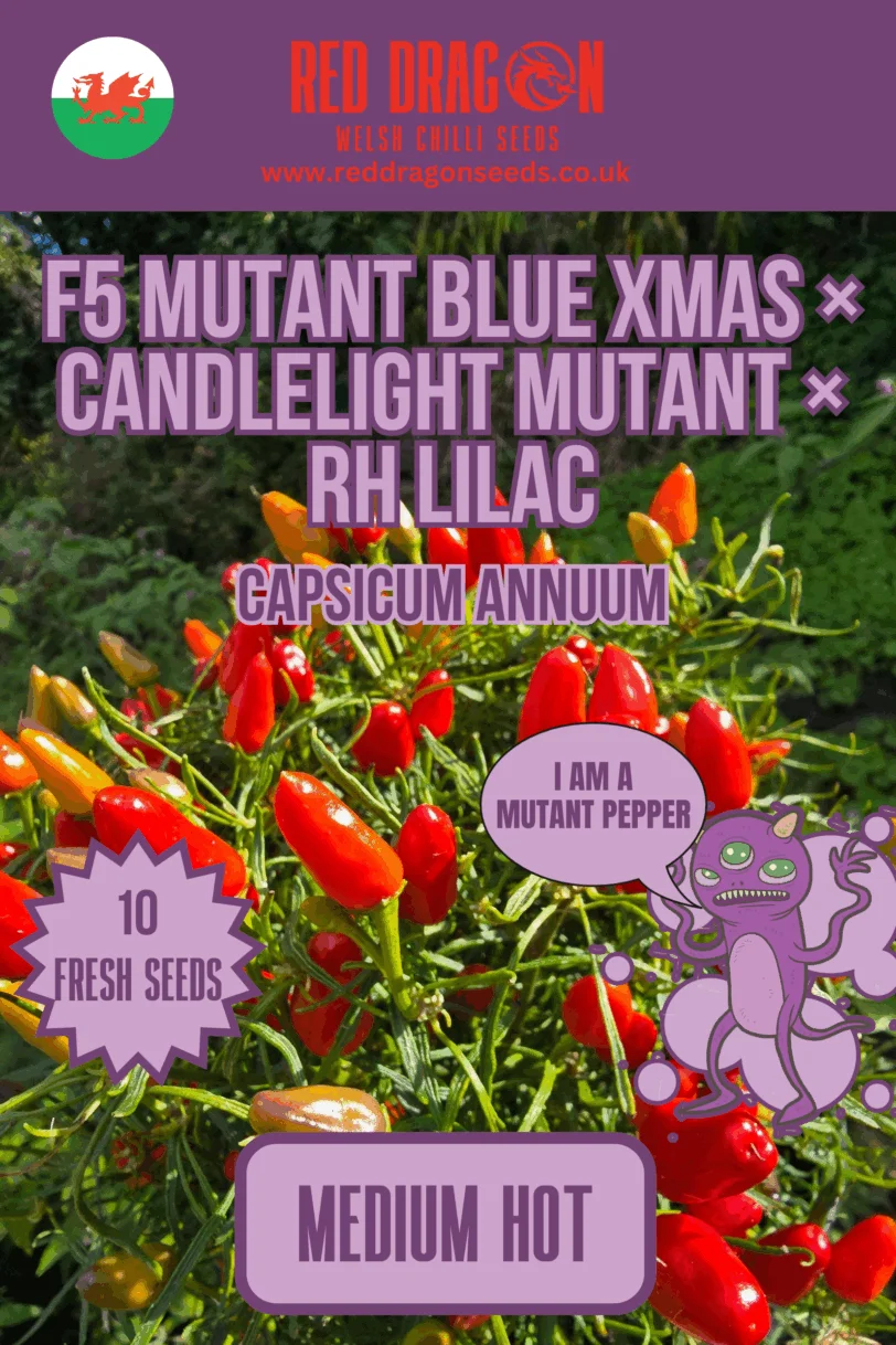 F5 Mutant Blue Xmas x Candelight Mutant x RH Lilac Chilli Seeds