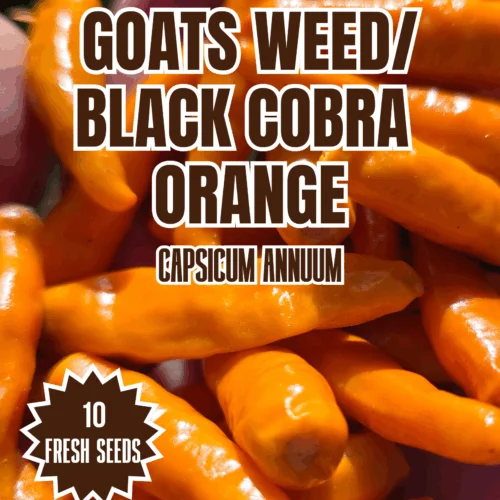 Goats Weed/ Black Cobra Orange