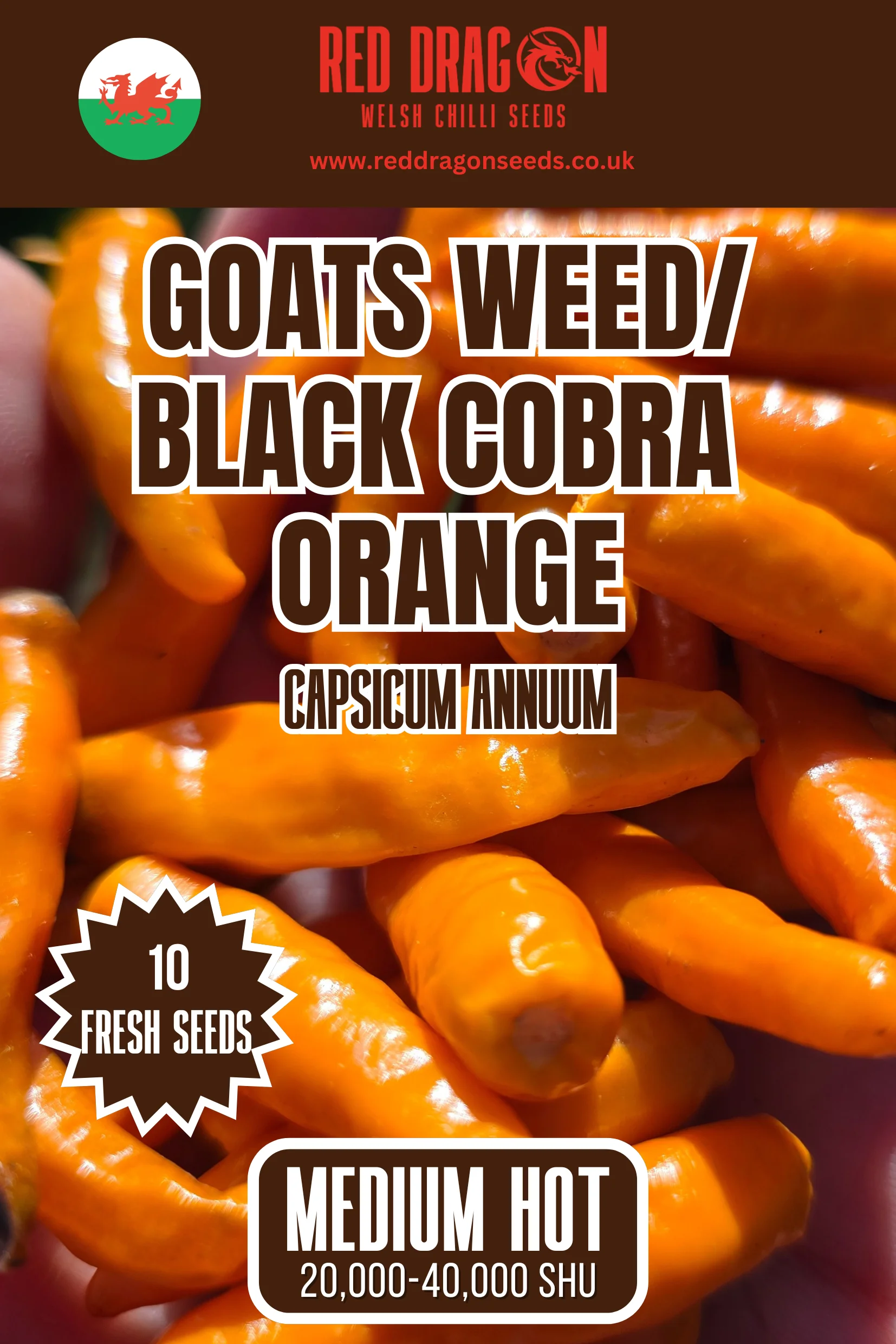 Goats Weed/ Black Cobra Orange