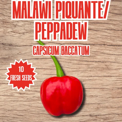 Malawi Piquante Peppadew Chilli Seeds