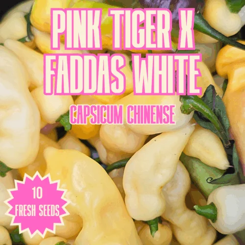 Pink Tiger x Faddas White Chilli Seeds