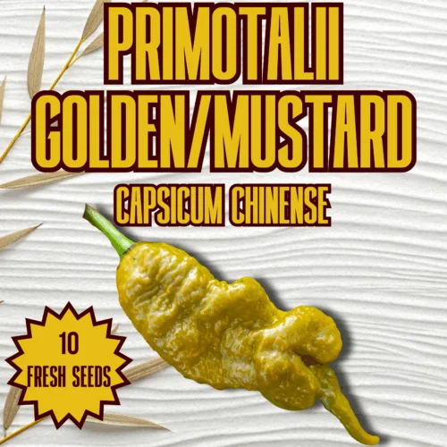 Primotalii Golden/ Mustard Chilli Seeds