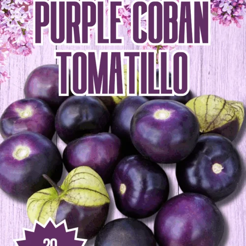 Purple Coban Tomatillo Seeds