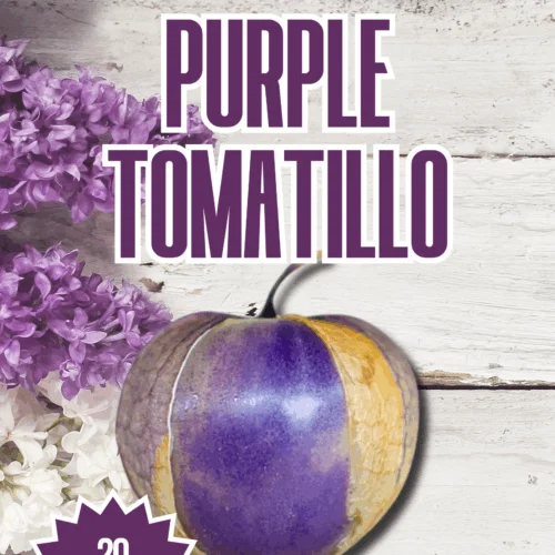 Purple Tomatillo Seeds