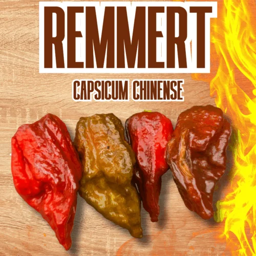 Remmert Chilli Seeds