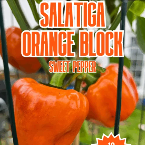 Salatiga Orange Block Sweet Pepper Seeds