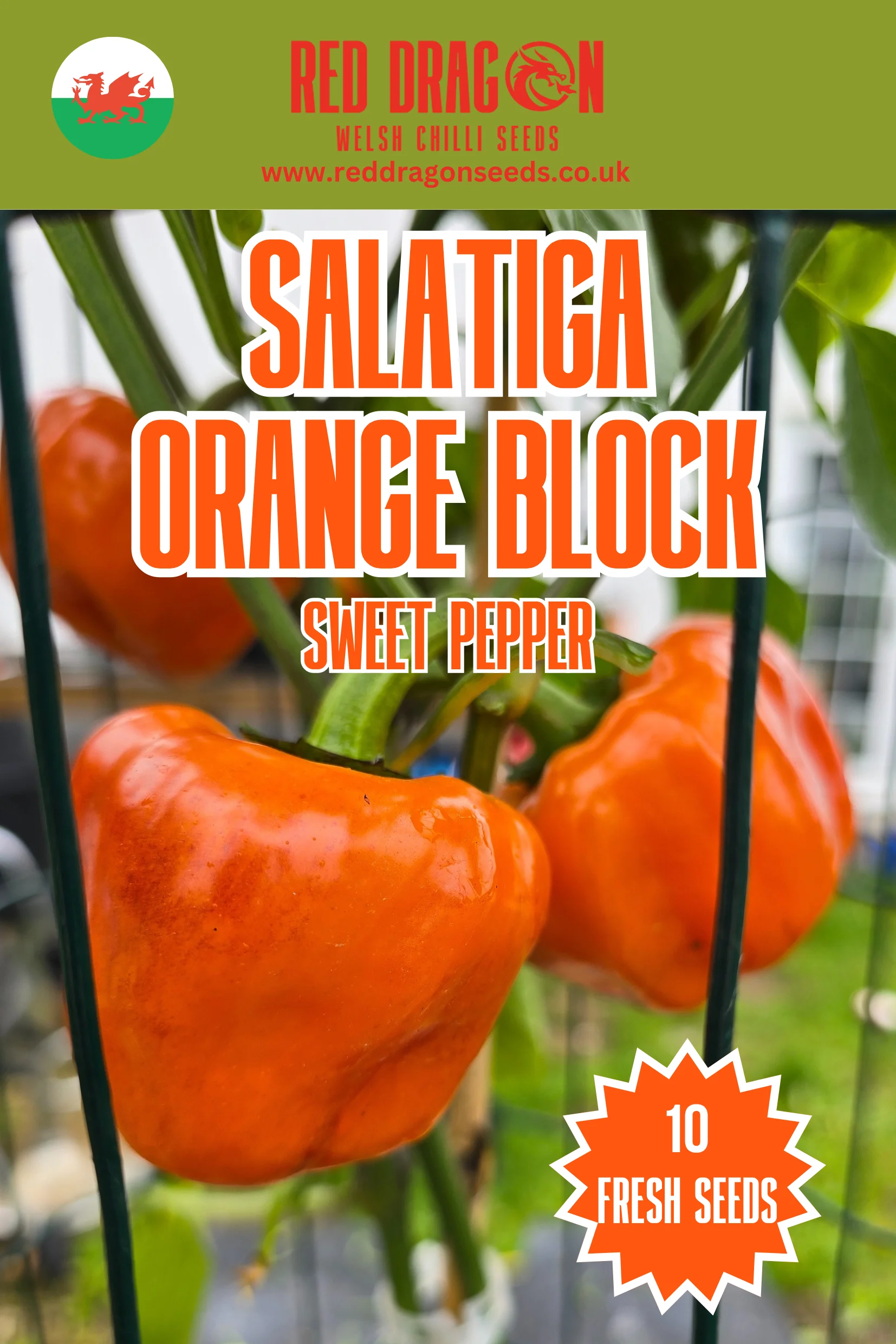 Salatiga Orange Block Sweet Pepper Seeds