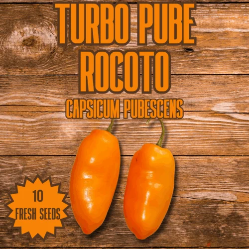 Turbo Pube Rocoto Chilli Seeds