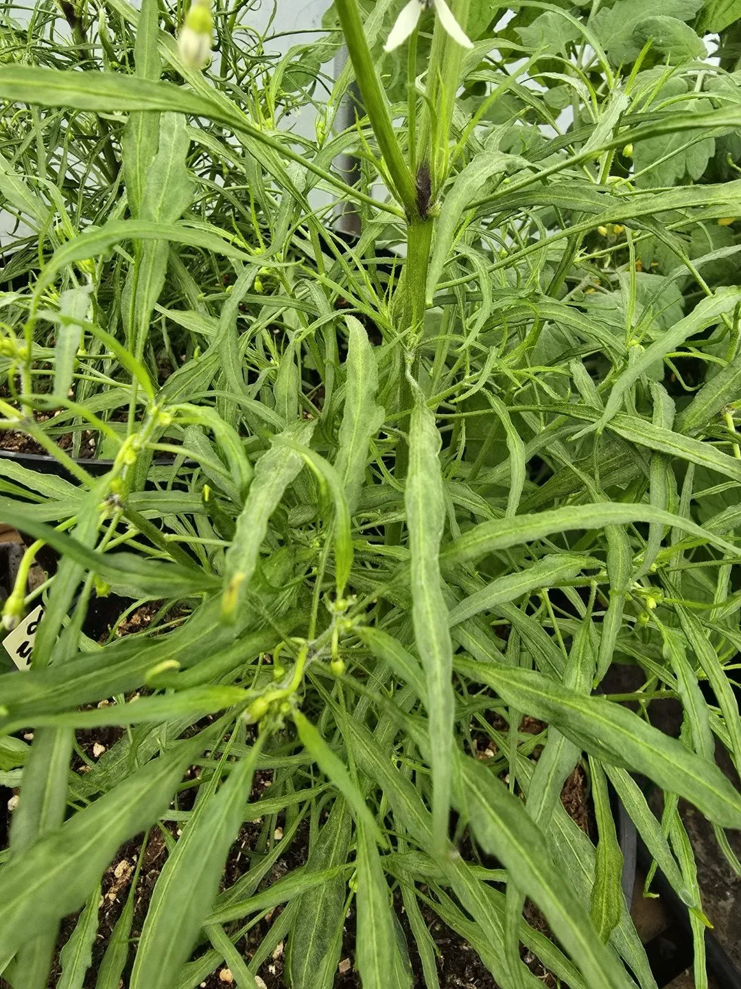 Xion Mutant Chilli Seeds - Image 8