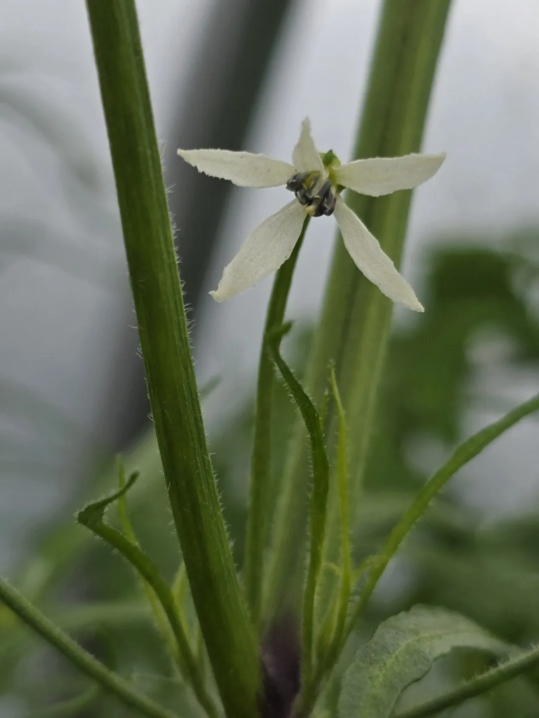 Xion Mutant Chilli Seeds - Image 9