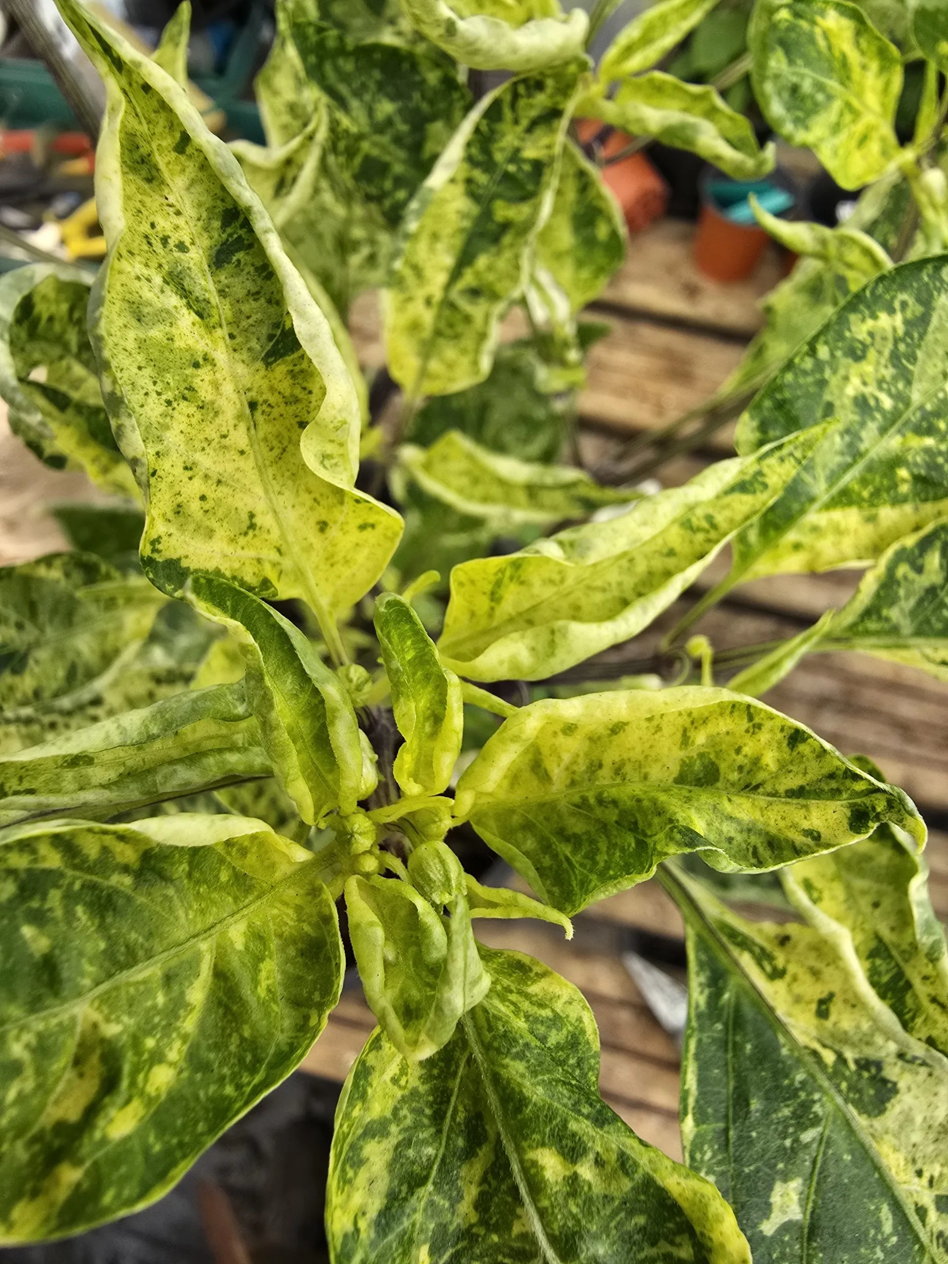 Violet Sparkle x TMLH x Ninfadora Chilli Seeds - Image 10