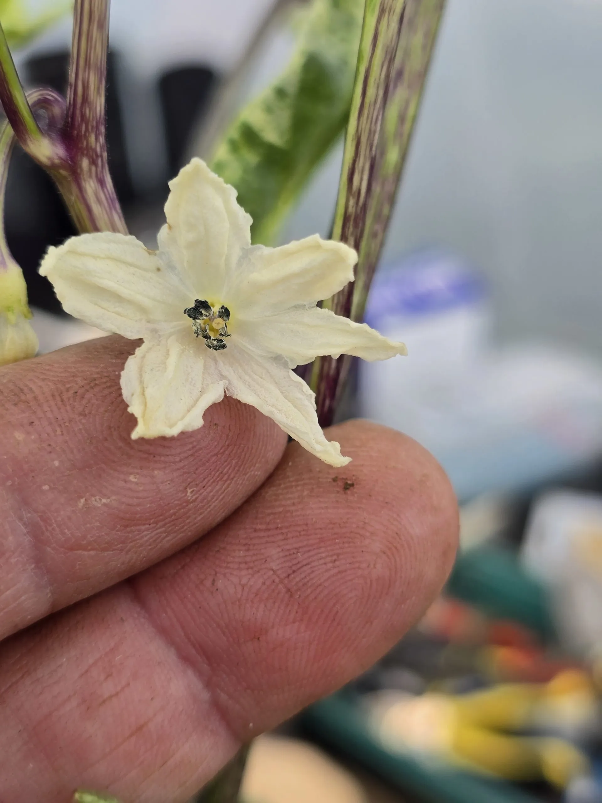 Violet Sparkle x TMLH x Ninfadora Chilli Seeds - Image 11