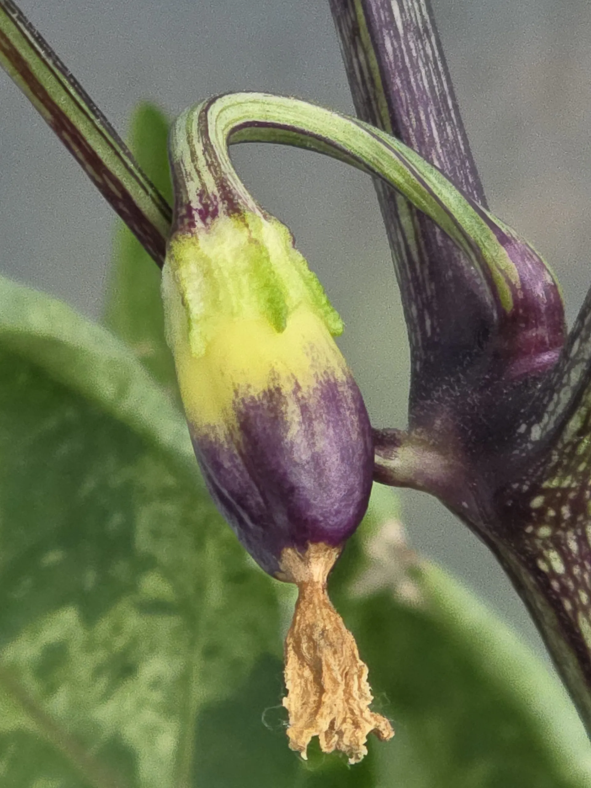 Violet Sparkle x TMLH x Ninfadora Chilli Seeds - Image 12