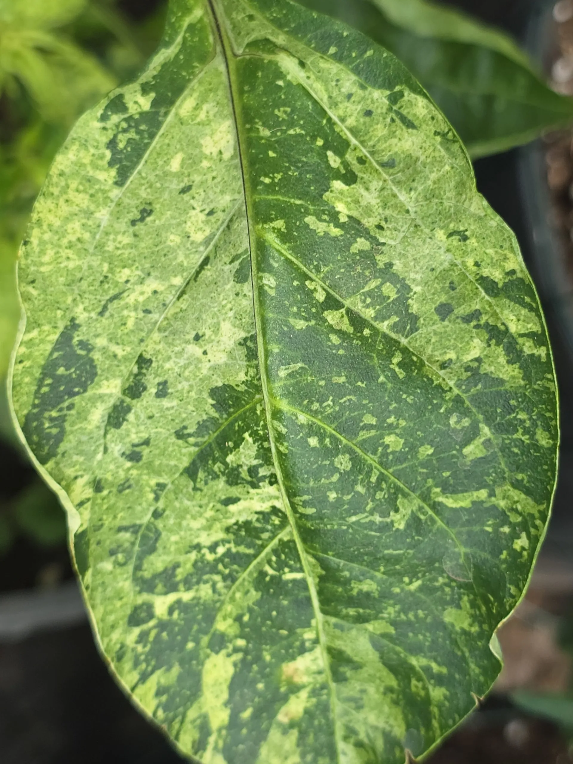 Violet Sparkle x TMLH x Ninfadora Chilli Seeds - Image 13