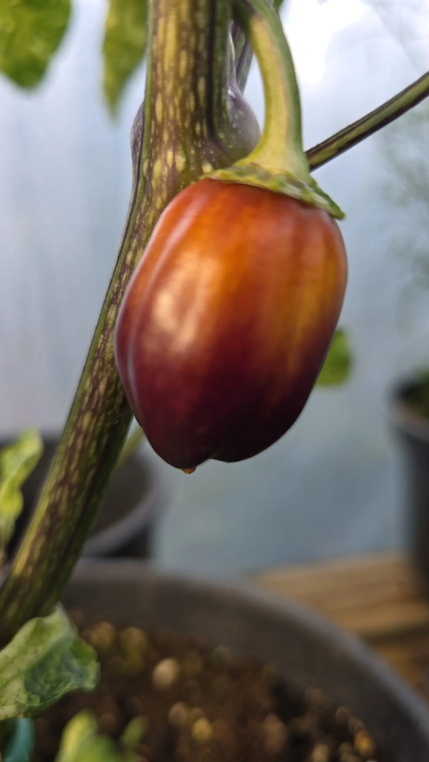 Violet Sparkle x TMLH x Ninfadora Chilli Seeds - Image 14