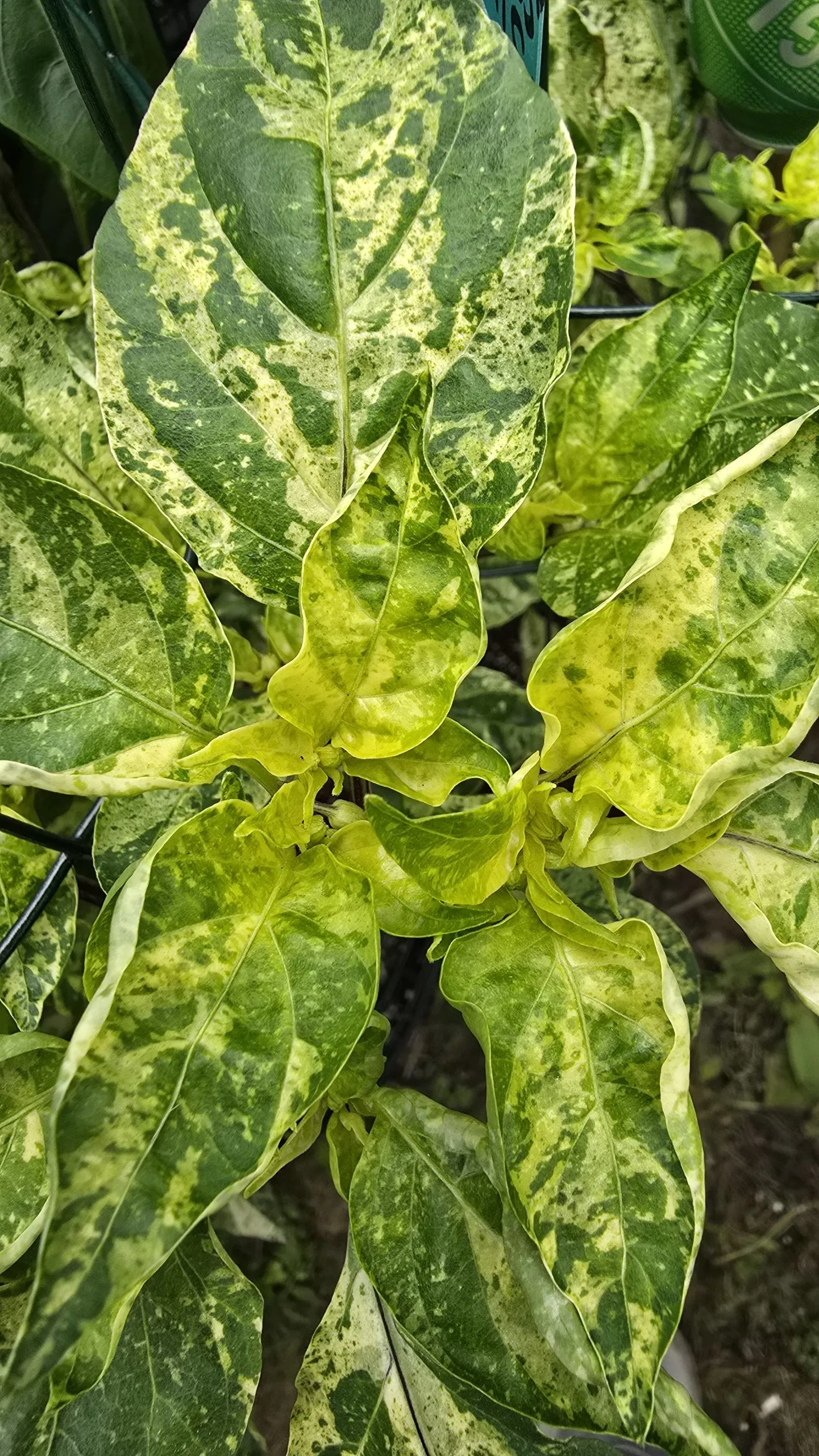 Violet Sparkle x TMLH x Ninfadora Chilli Seeds - Image 3