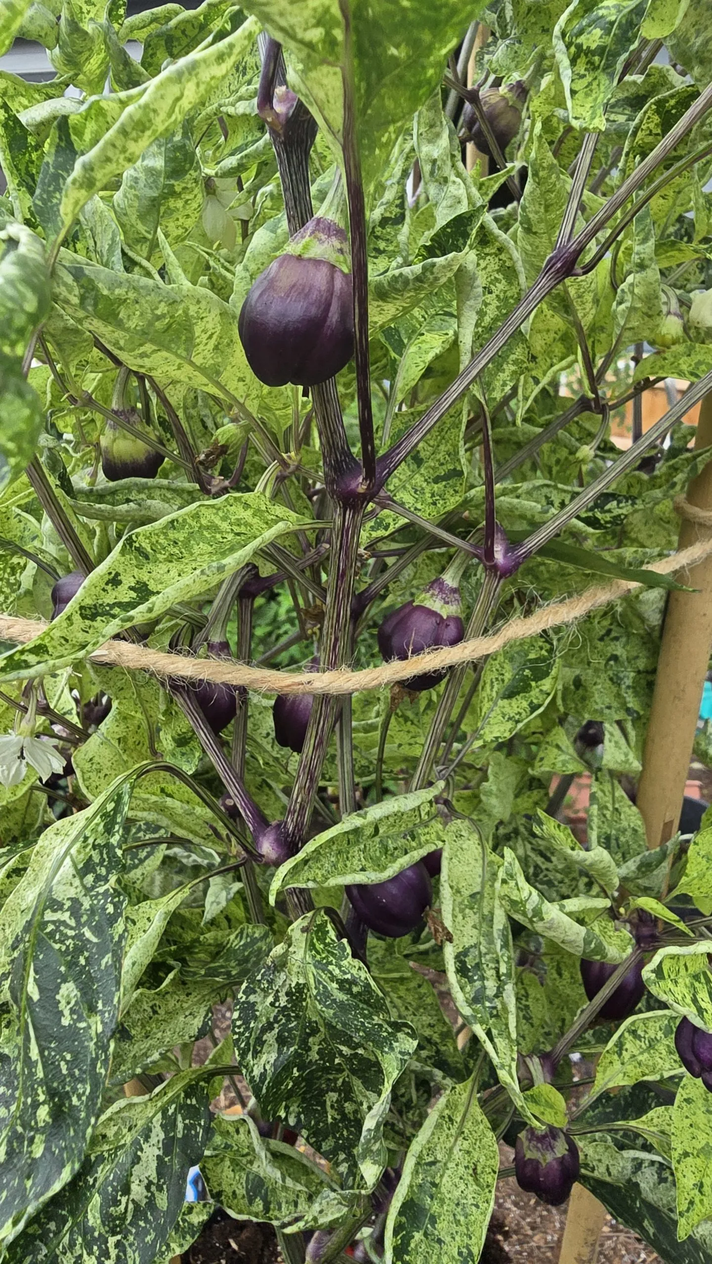 Violet Sparkle x TMLH x Ninfadora Chilli Seeds - Image 15