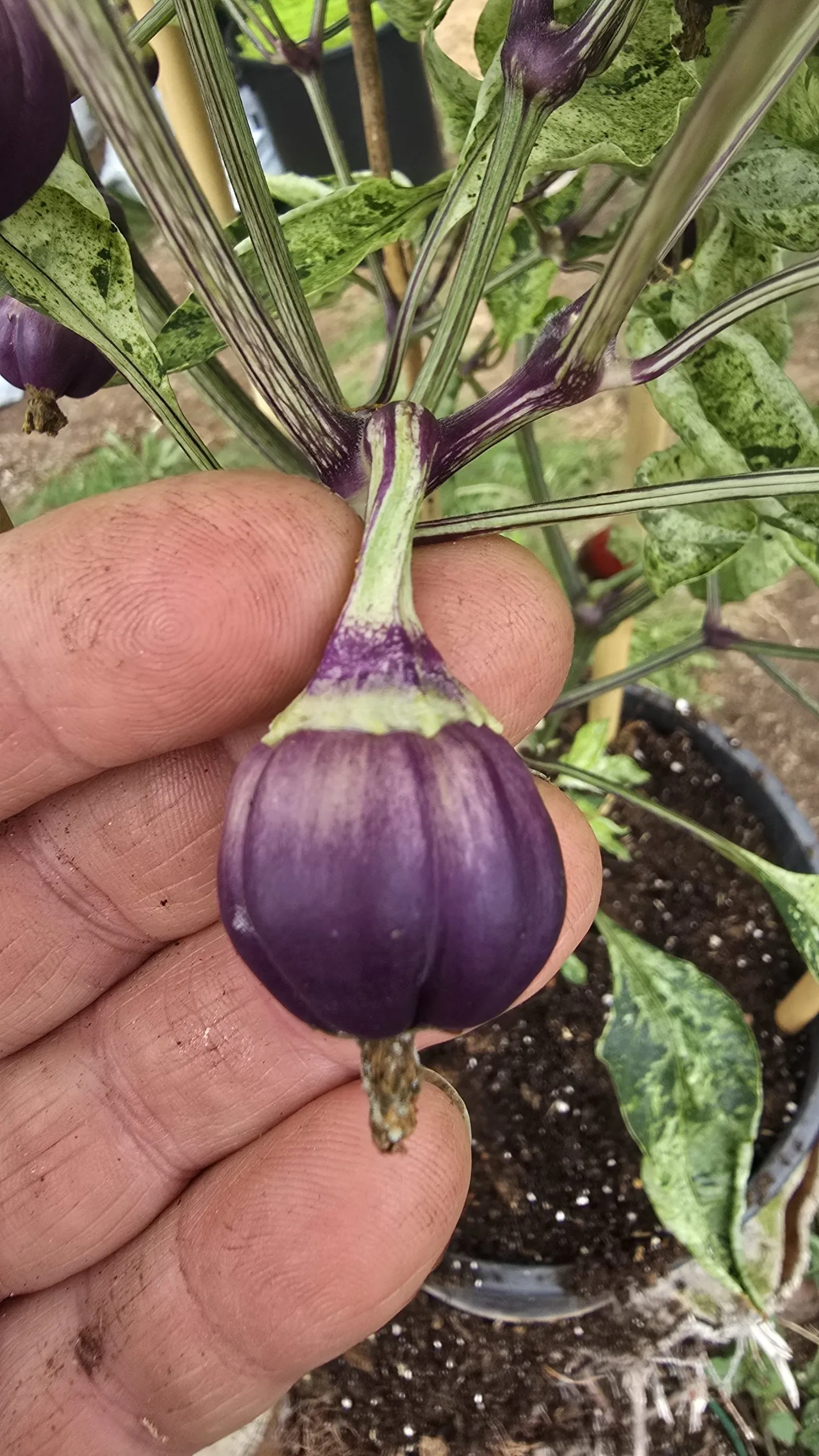 Violet Sparkle x TMLH x Ninfadora Chilli Seeds - Image 16