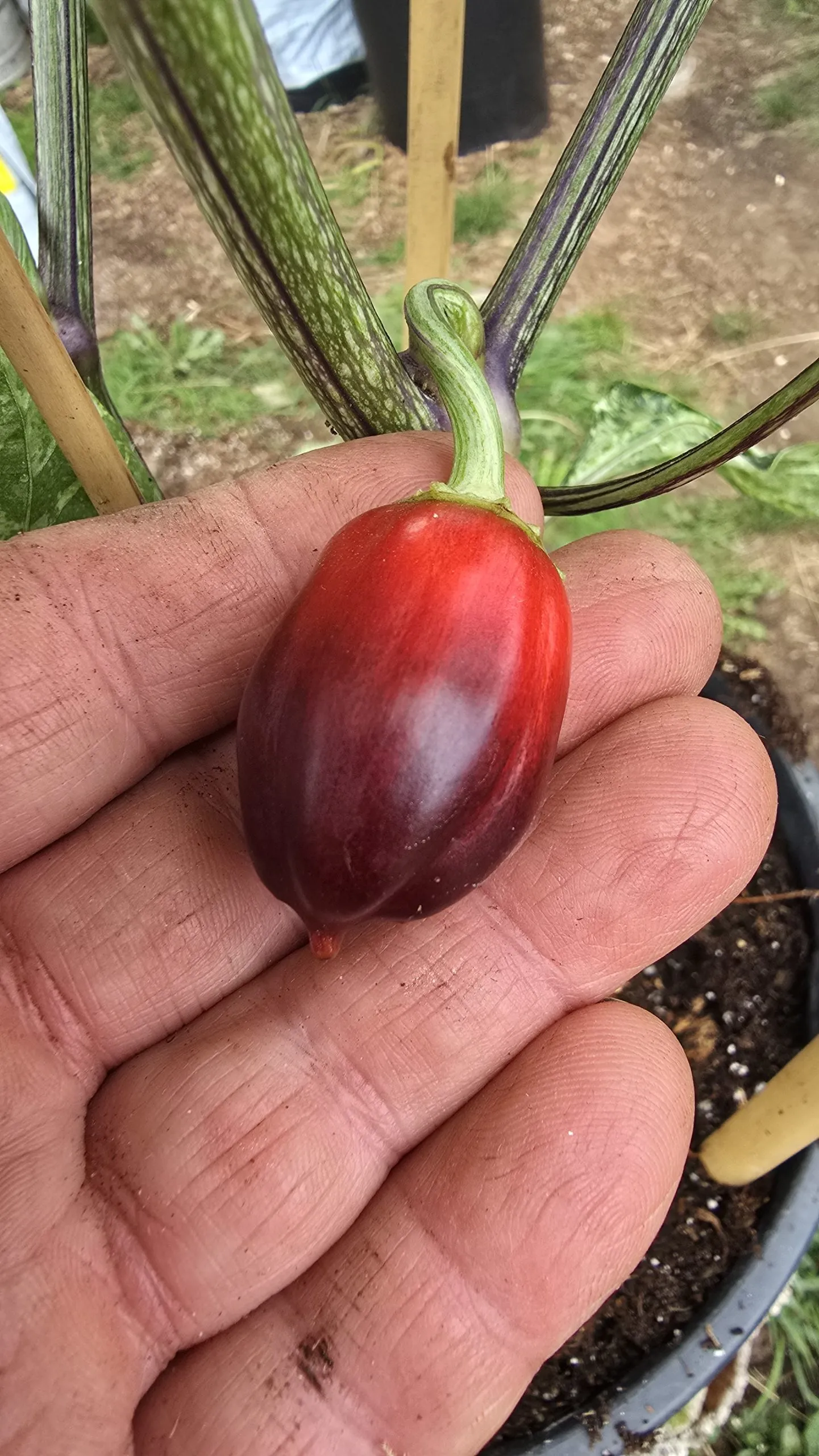 Violet Sparkle x TMLH x Ninfadora Chilli Seeds - Image 17