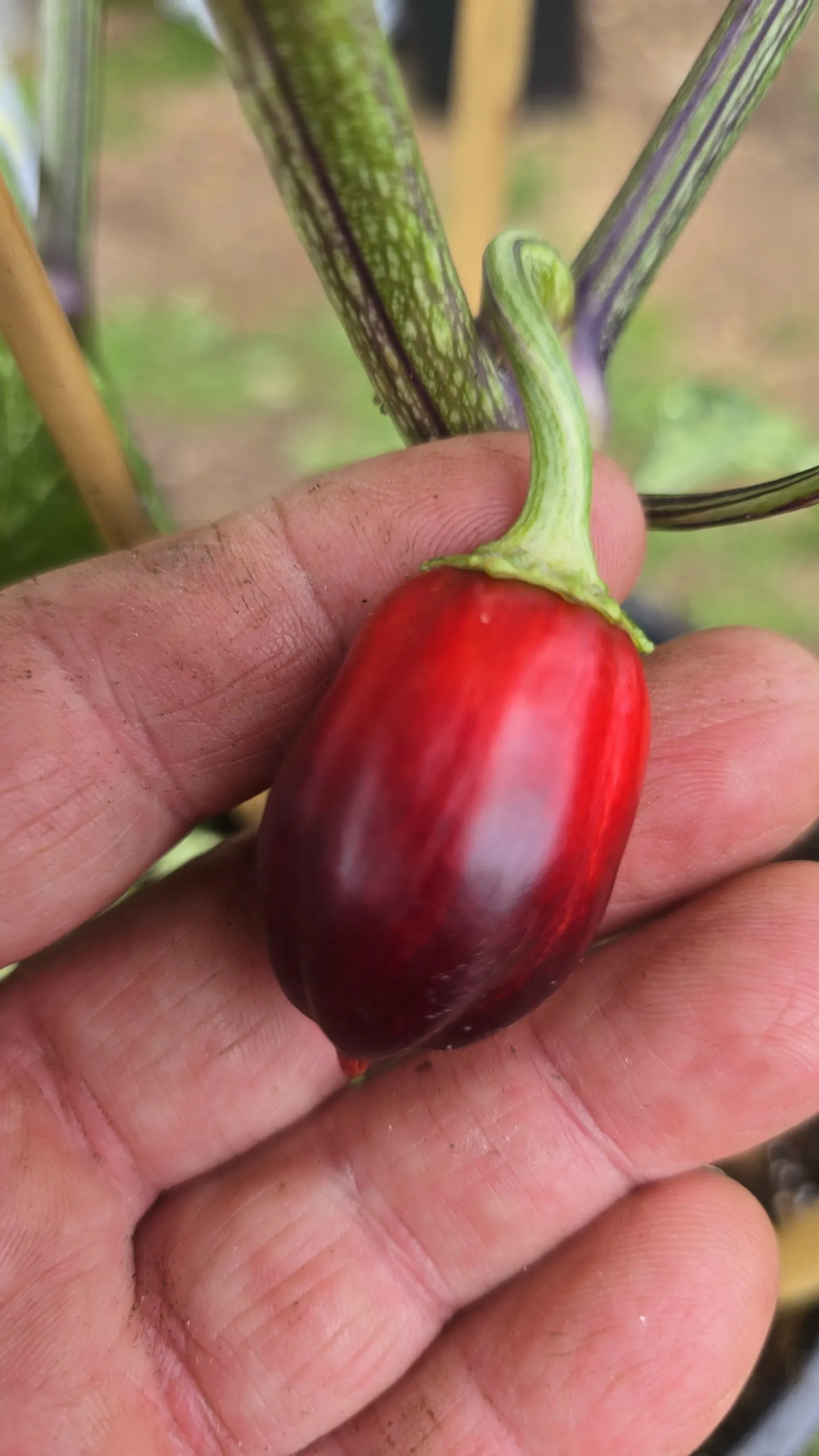 Violet Sparkle x TMLH x Ninfadora Chilli Seeds - Image 5