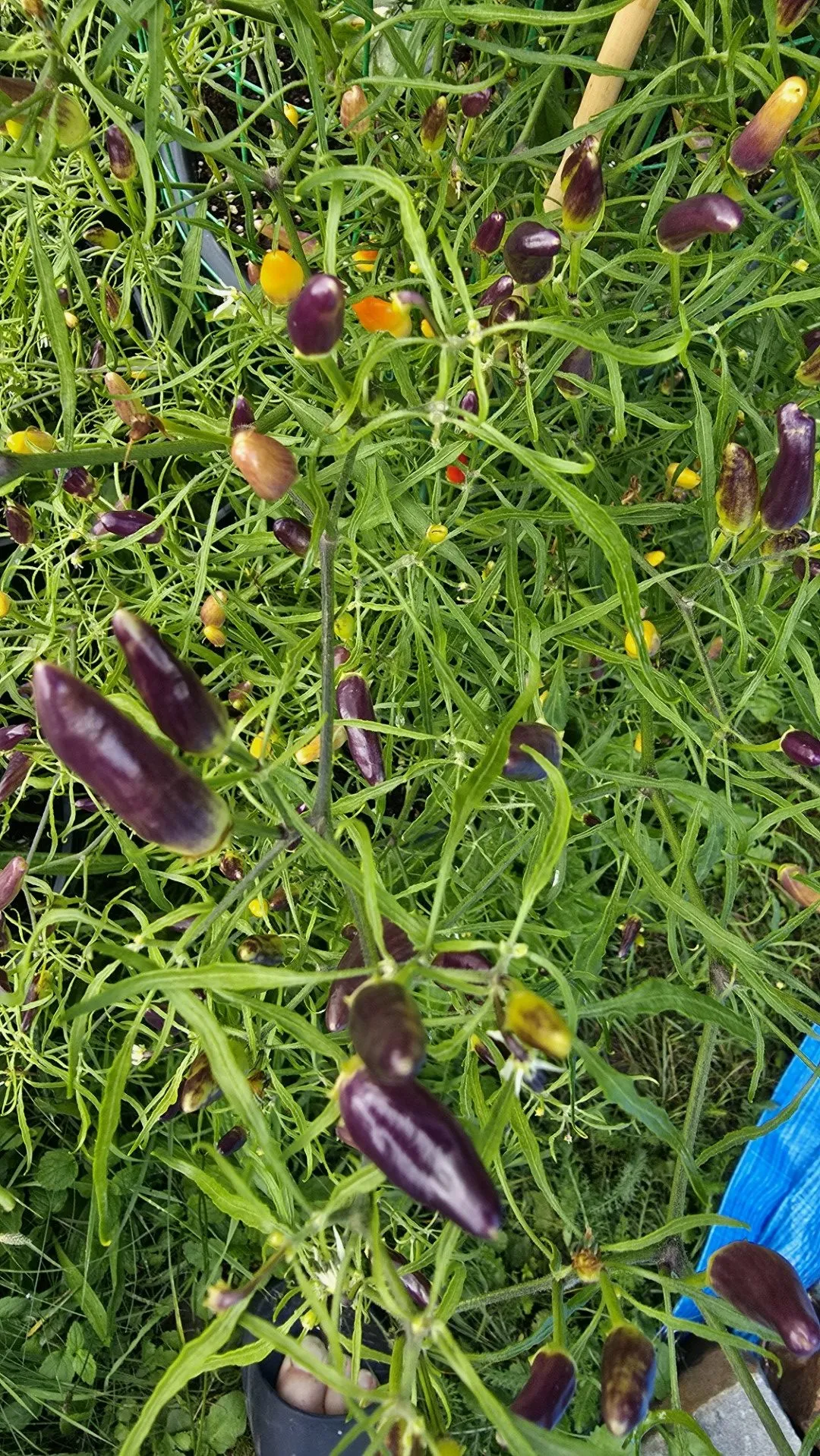 Xion Mutant Chilli Seeds - Image 10