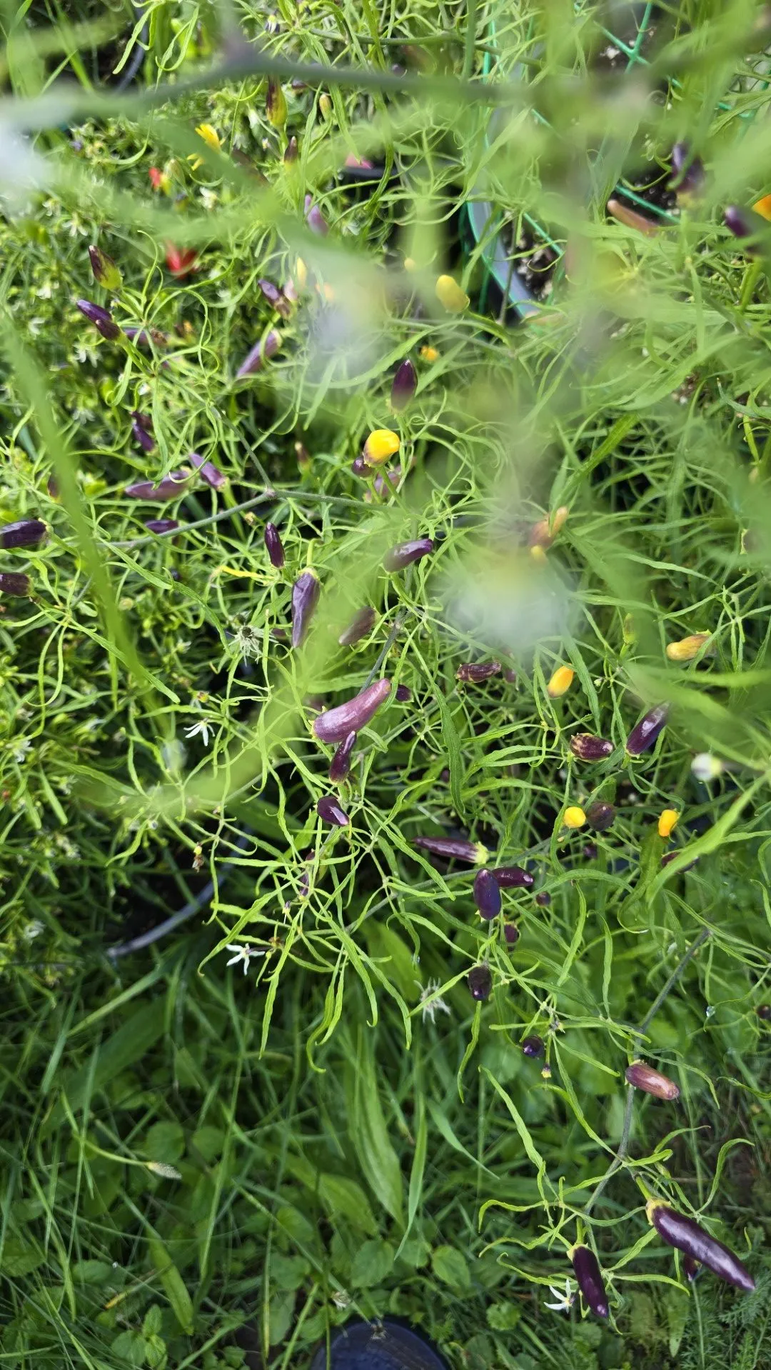 Xion Mutant Chilli Seeds - Image 11