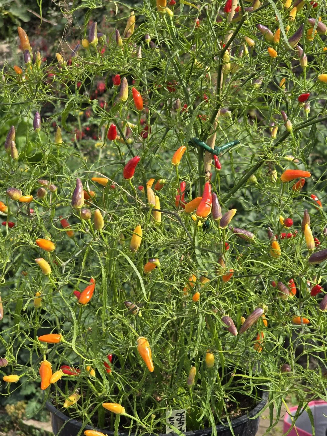 Xion Mutant Chilli Seeds - Image 12