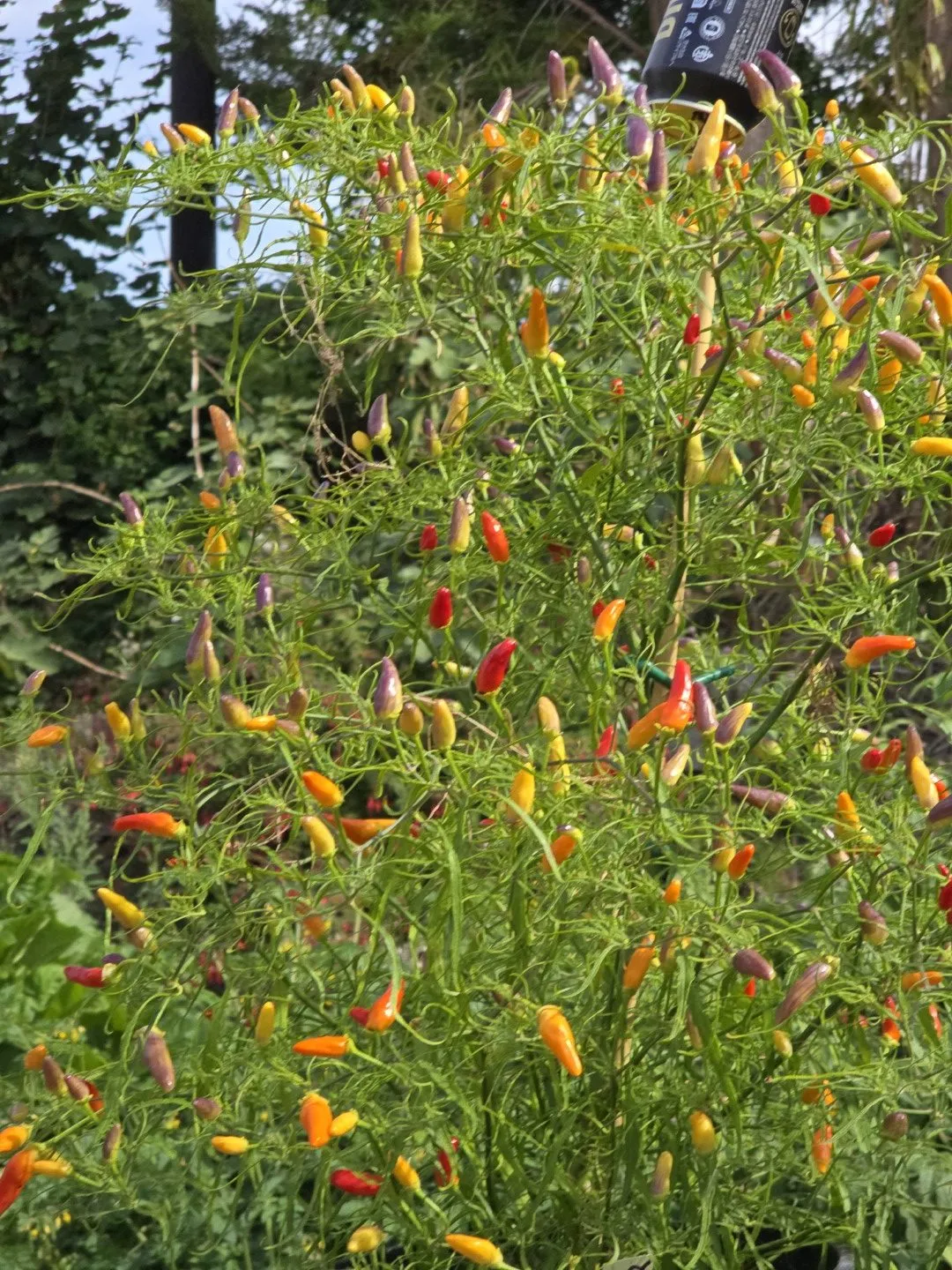 Xion Mutant Chilli Seeds - Image 13