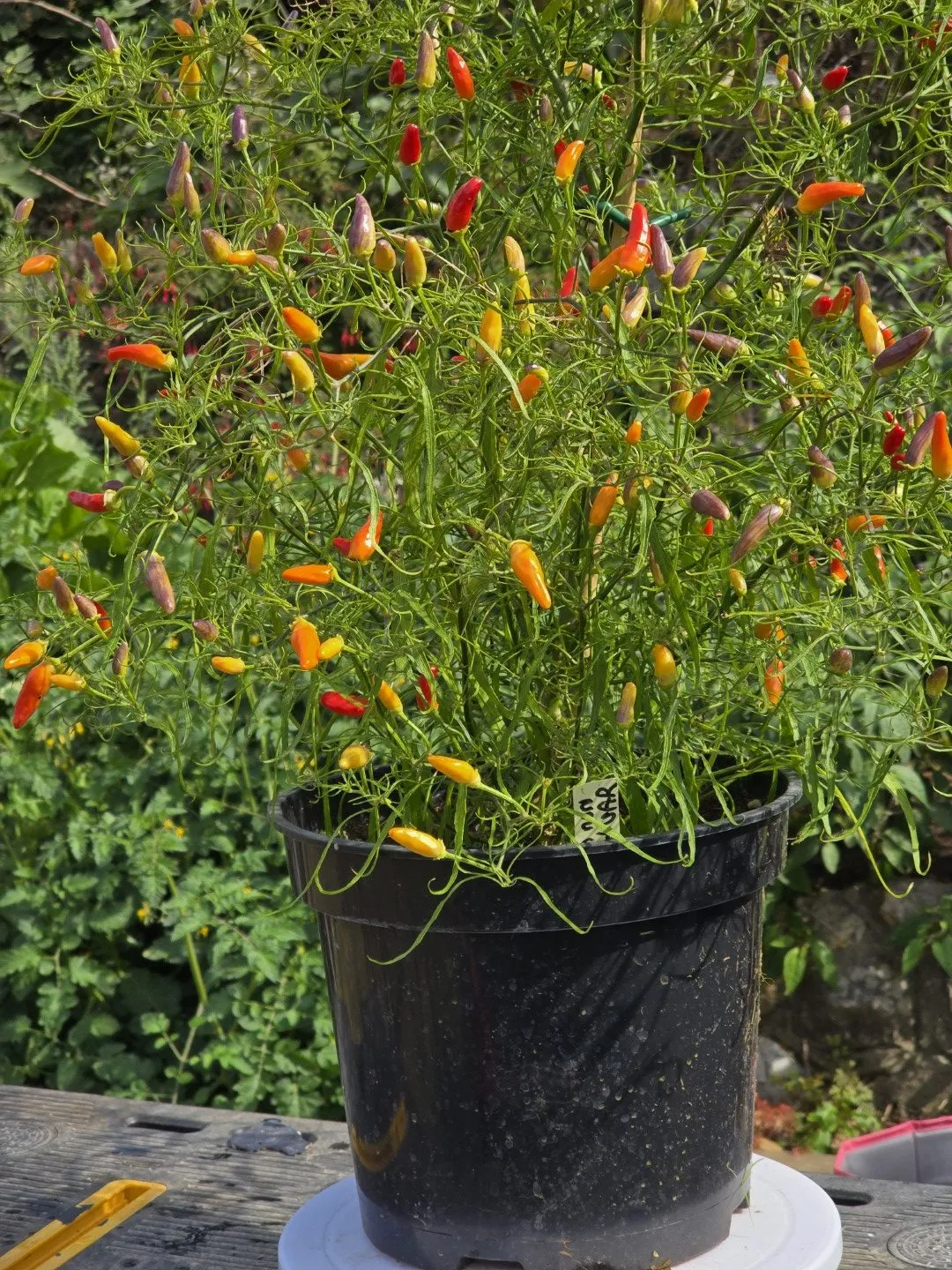 Xion Mutant Chilli Seeds - Image 14