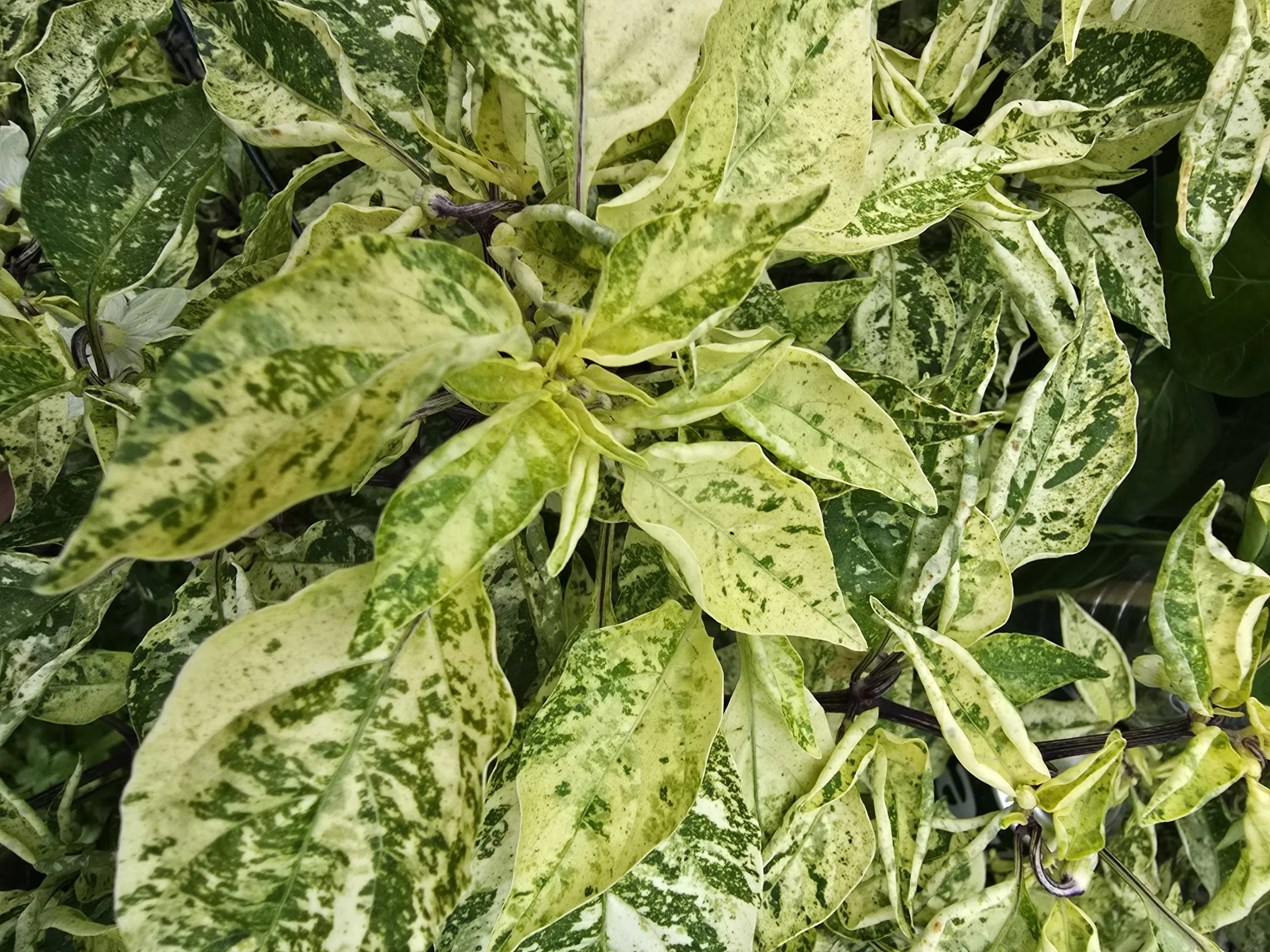 Violet Sparkle x TMLH x Ninfadora Chilli Seeds - Image 18