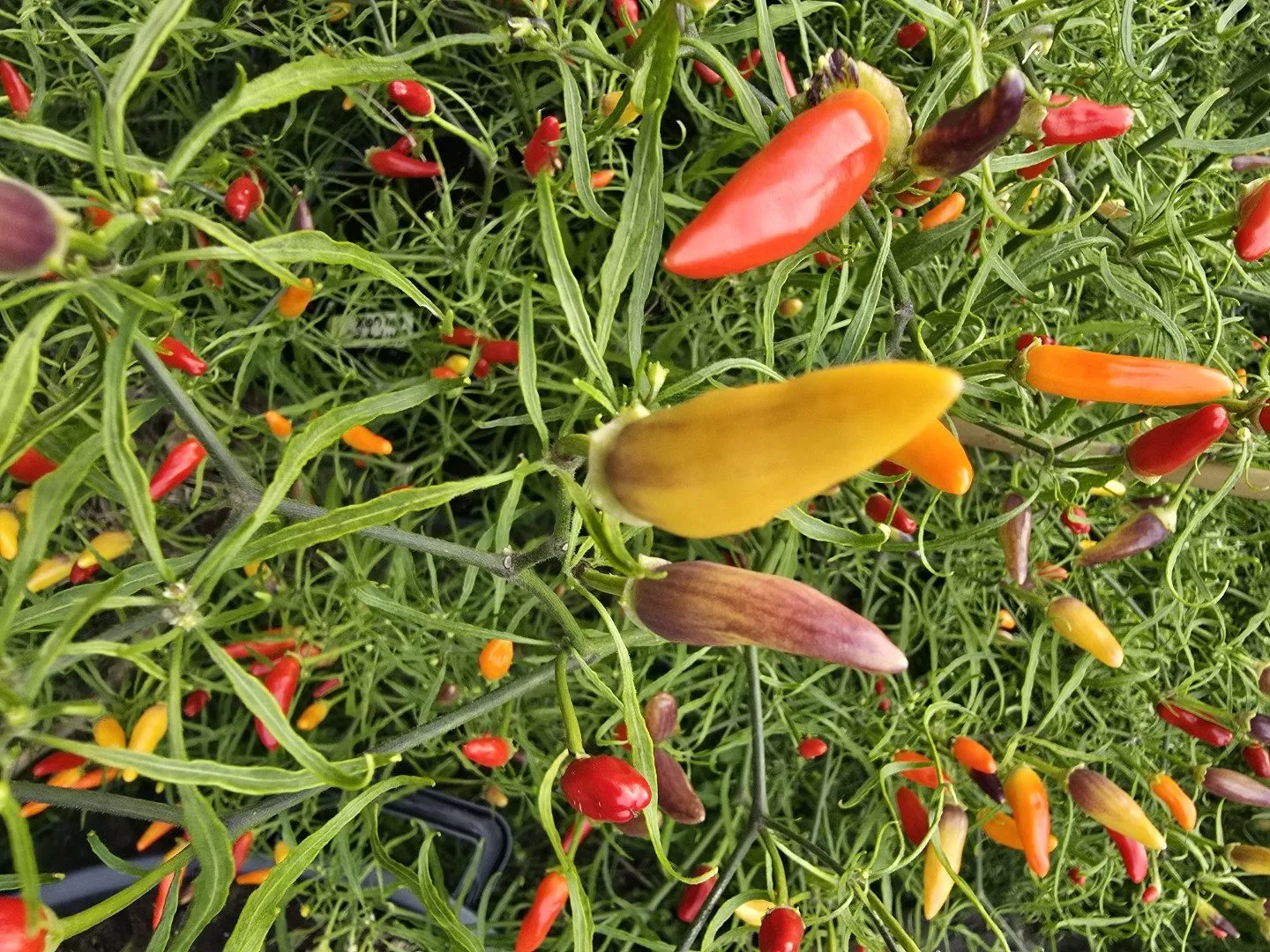 Xion Mutant Chilli Seeds - Image 16