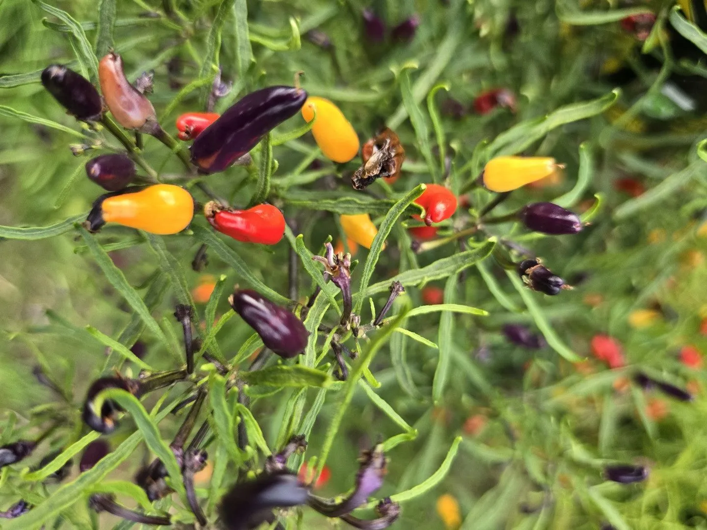 Xion Mutant Chilli Seeds - Image 2