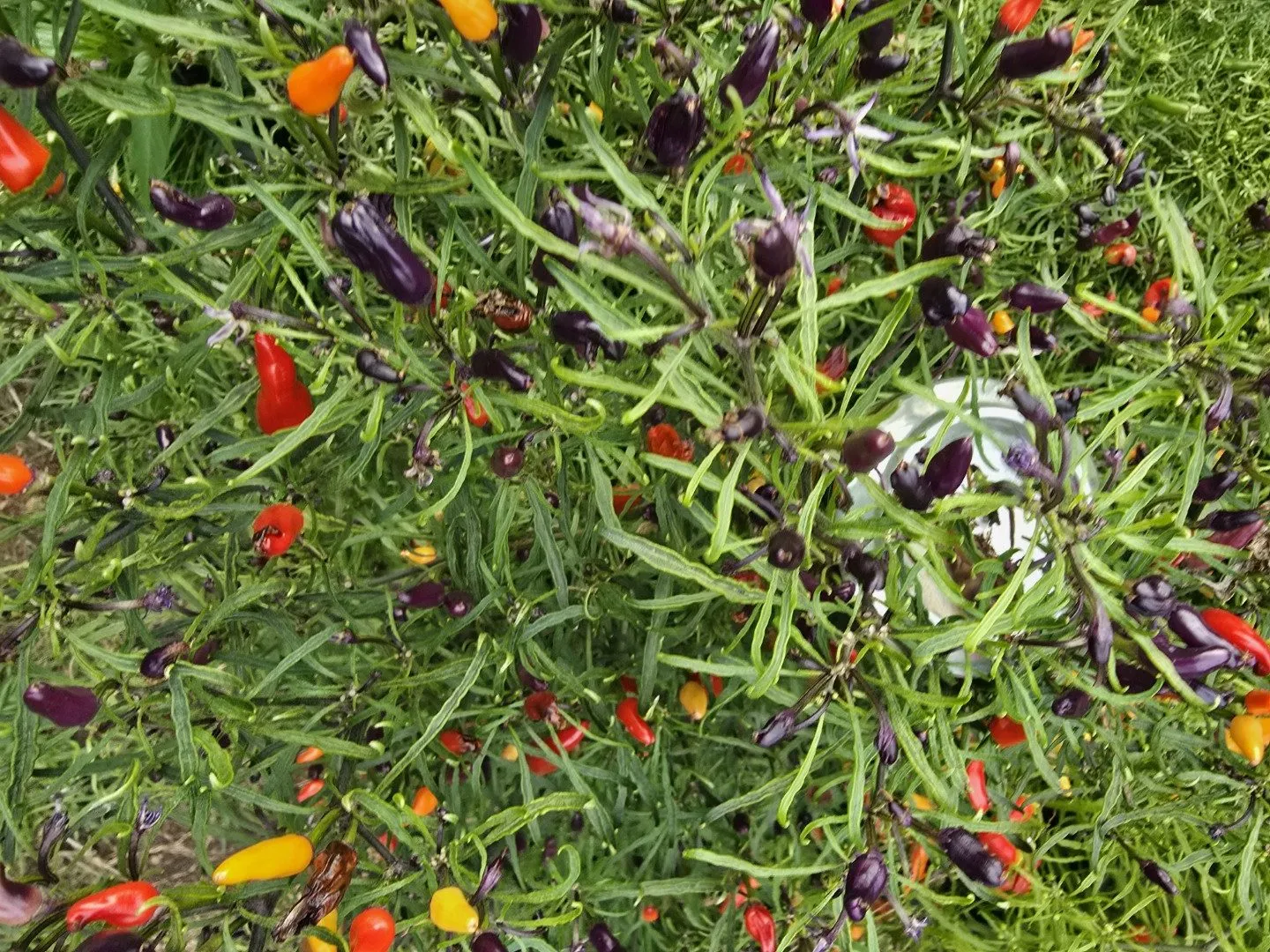 Xion Mutant Chilli Seeds - Image 3