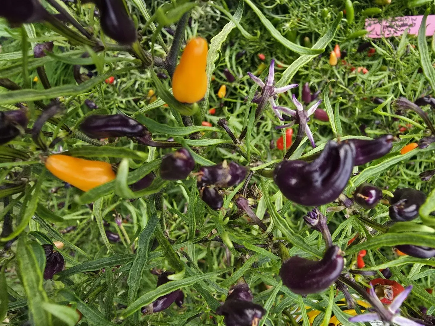 Xion Mutant Chilli Seeds - Image 4