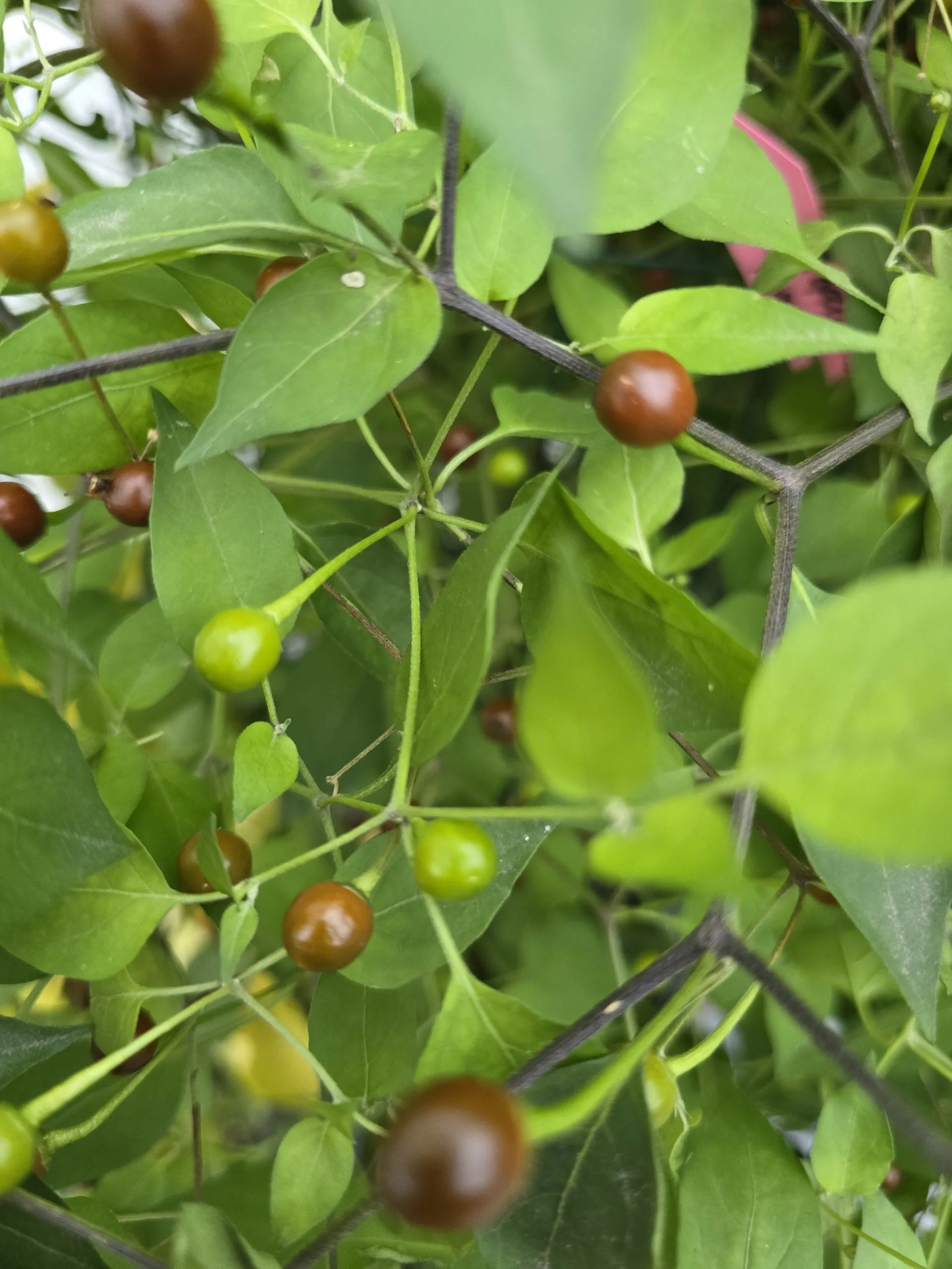 Chiltepin Cappuccino Chilli Seeds