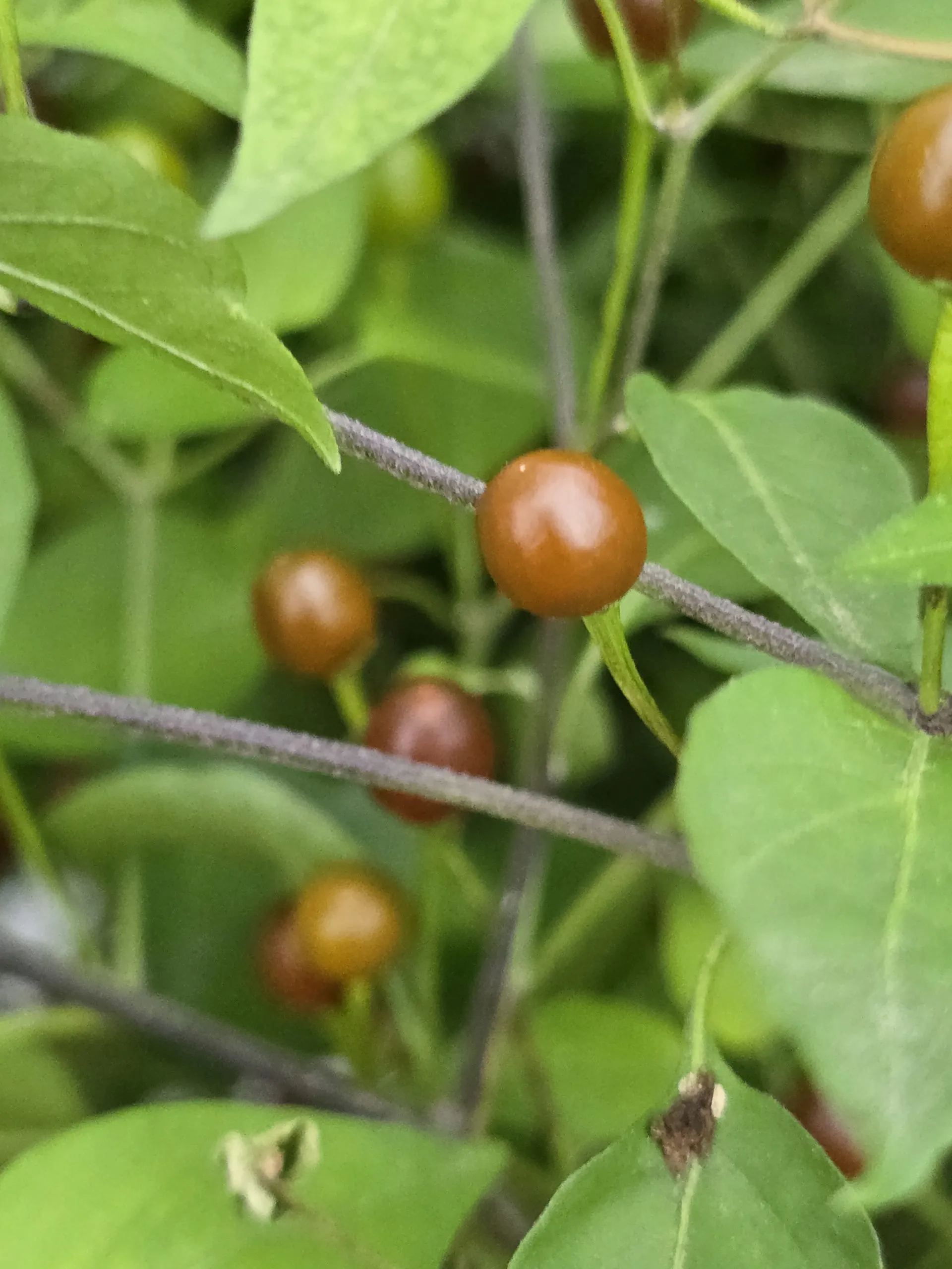 Chiltepin Cappuccino Chilli Seeds - Image 2