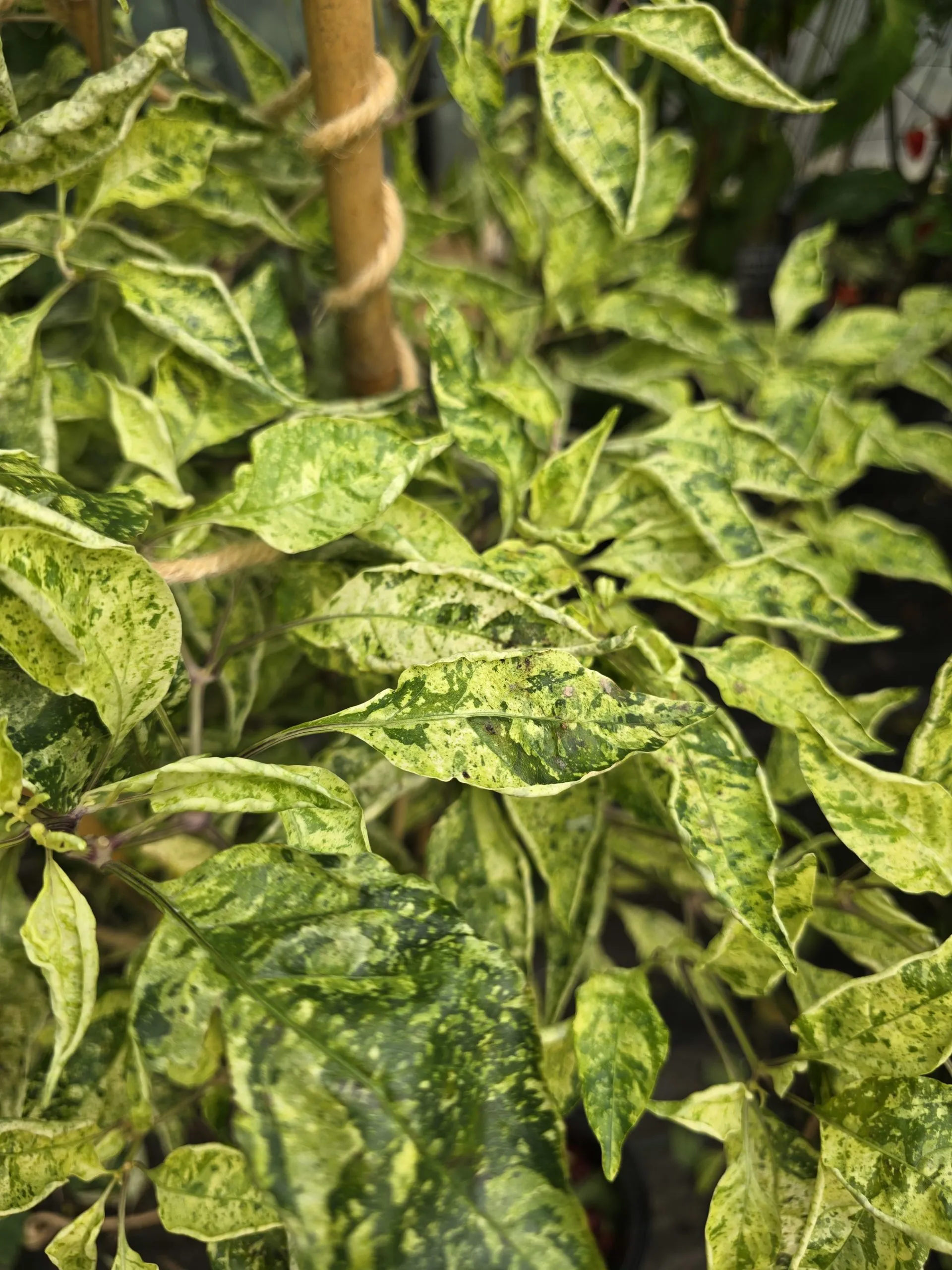 Violet Sparkle x TMLH x Ninfadora Chilli Seeds - Image 8