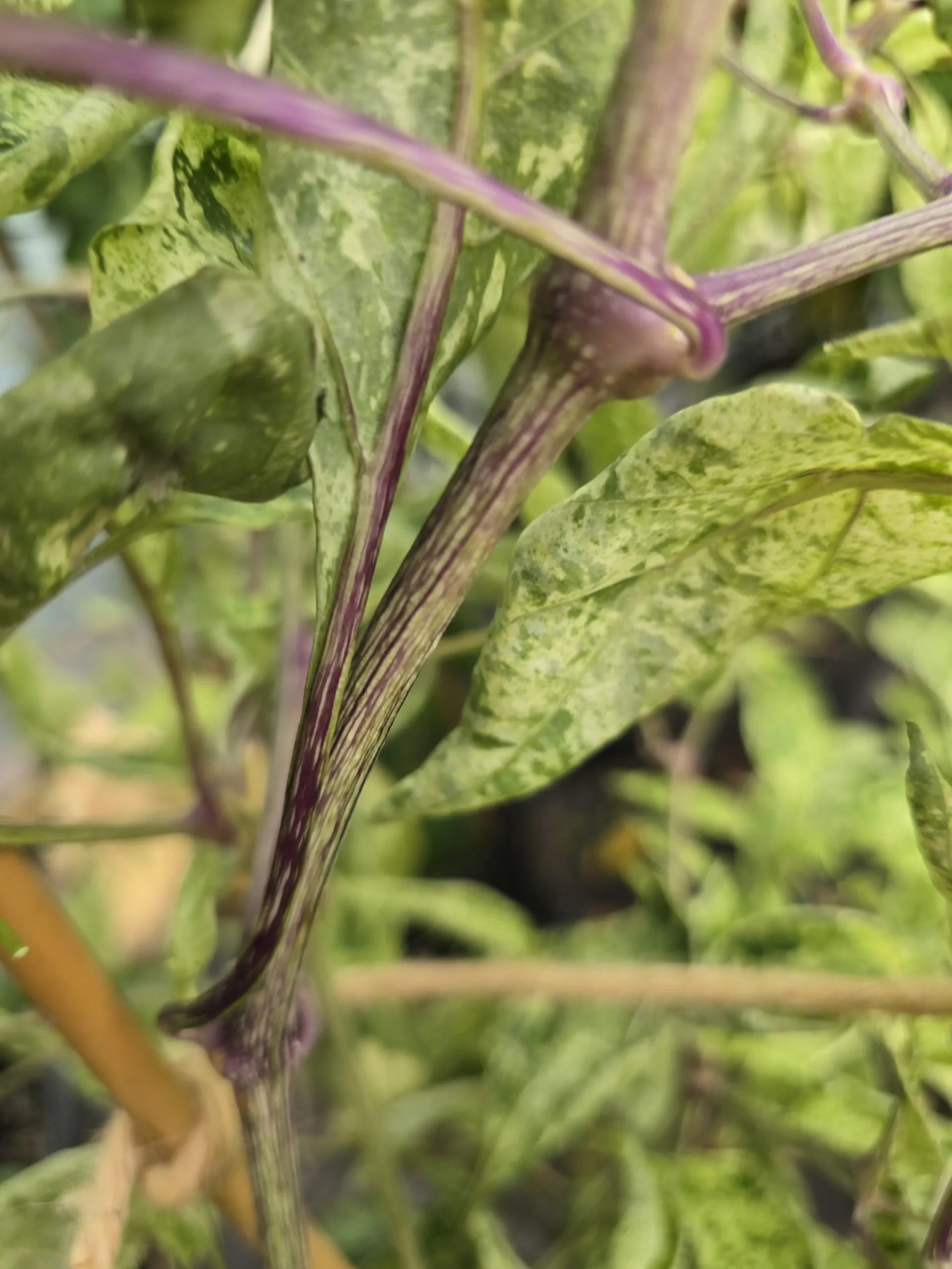 Violet Sparkle x TMLH x Ninfadora Chilli Seeds - Image 19