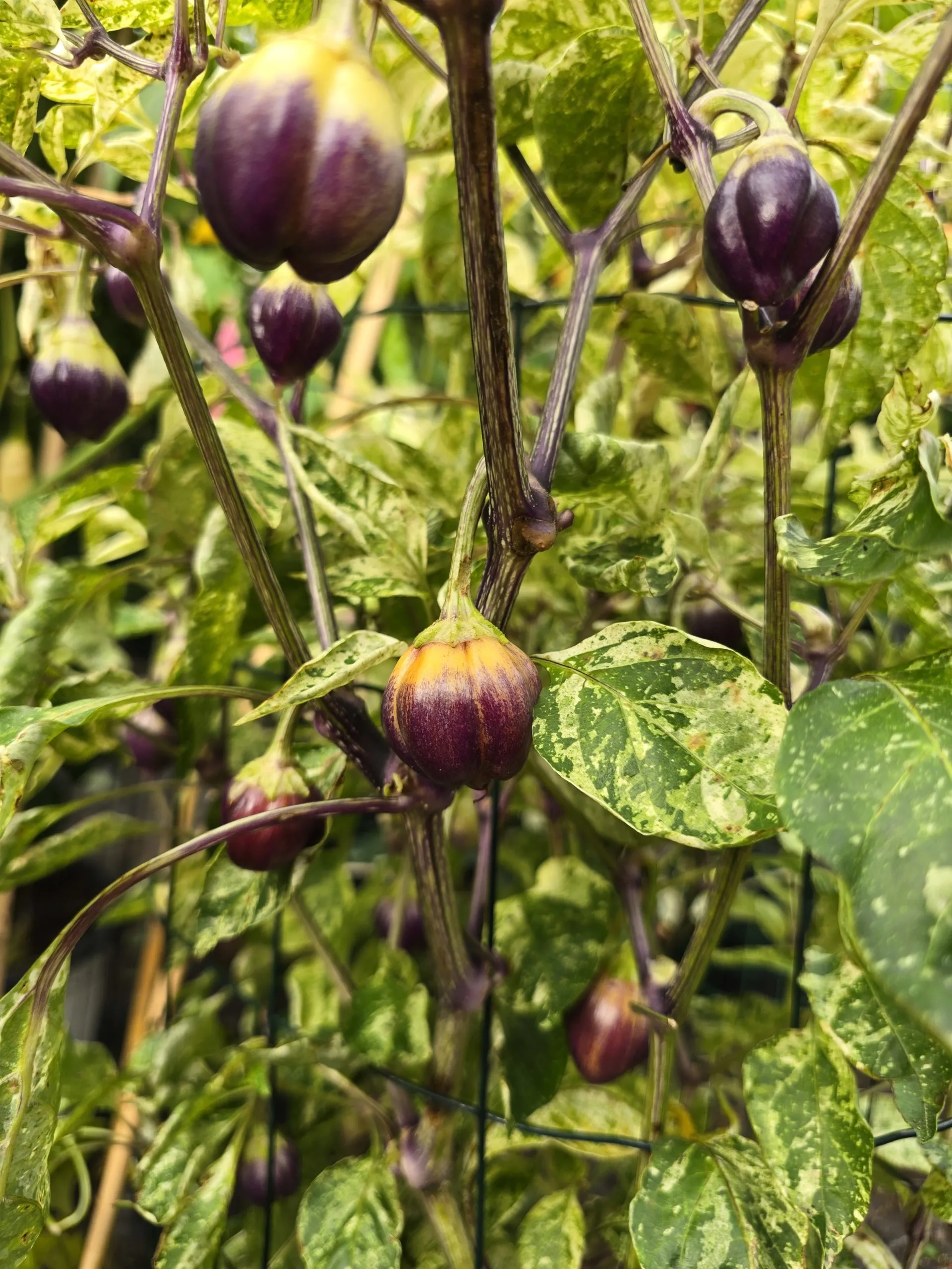 Violet Sparkle x TMLH x Ninfadora Chilli Seeds - Image 20